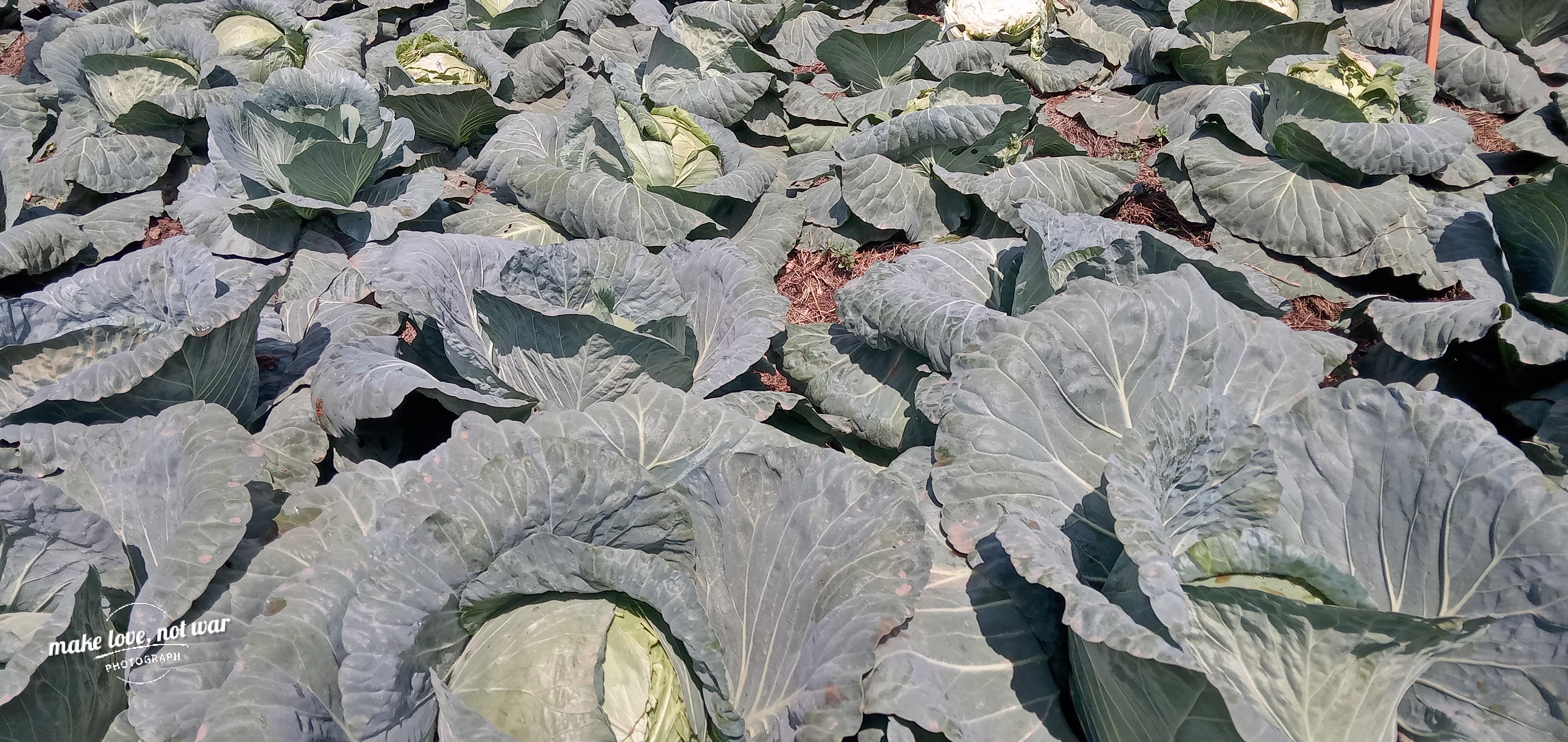 Cabbages grown to support vulnerable families with food
