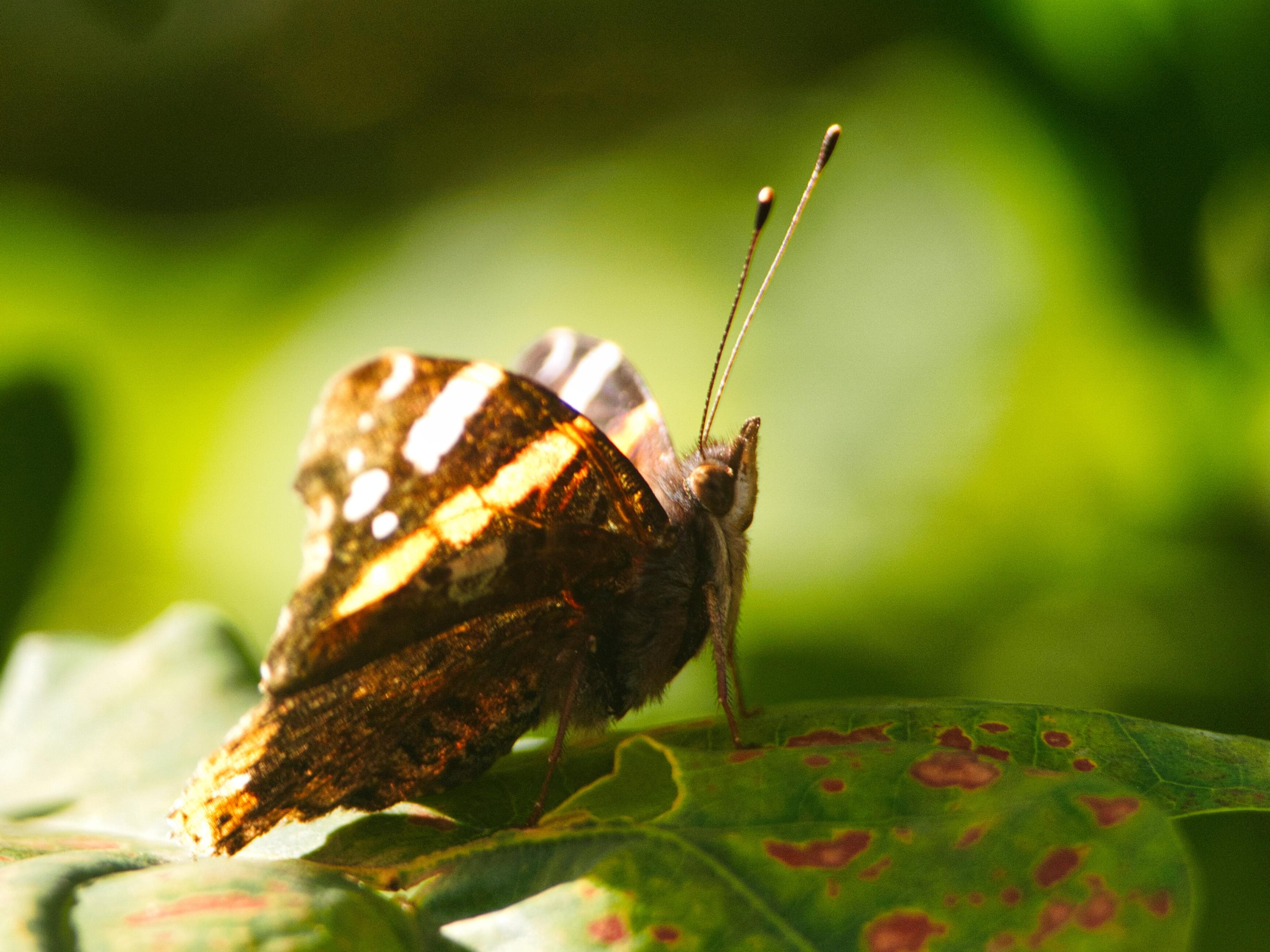 Backlit red admiral butterfly with closed wings, showing orange-red banded pattern, perched on a leaf with reddish spots, antennae raised, against a blurred green background.