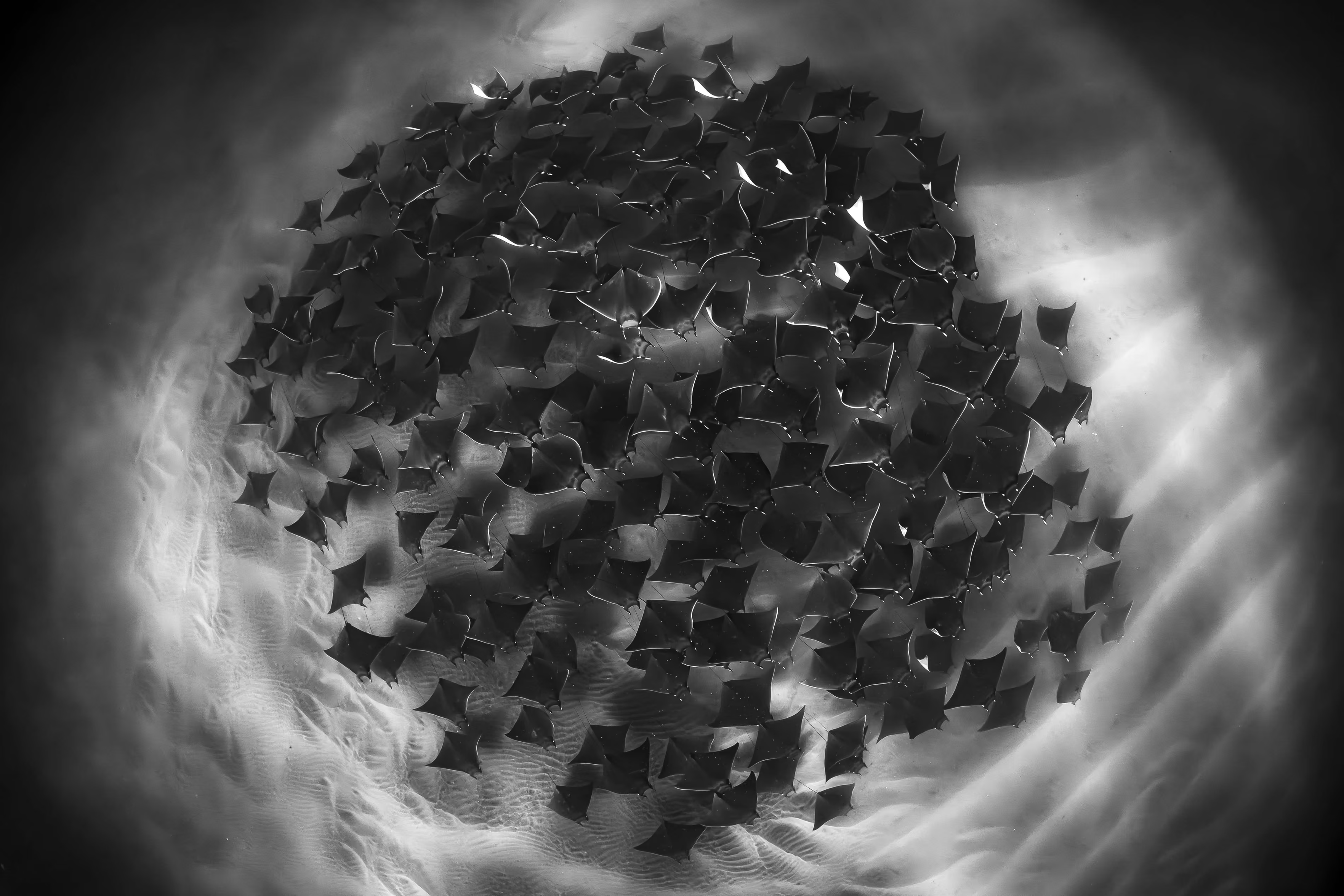 100 mobula rays in a circle.