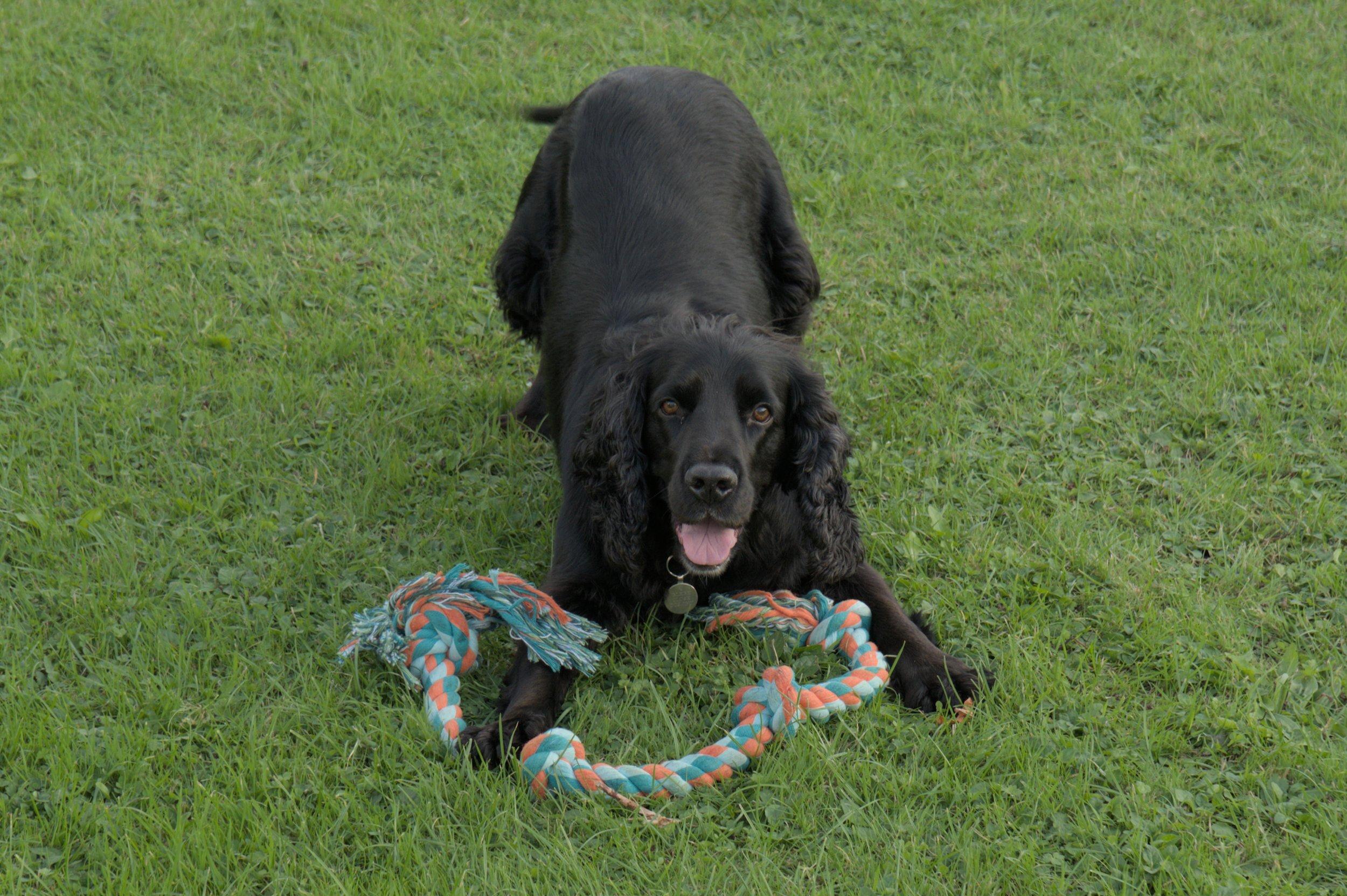 Black field spaniel, Finley, and his rope.