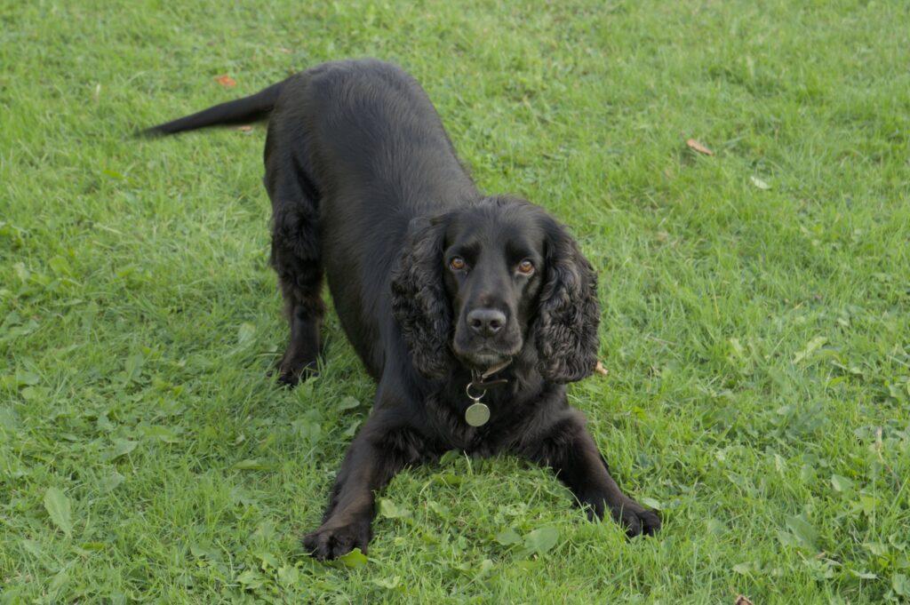 Black field spaniel, ready for play.
