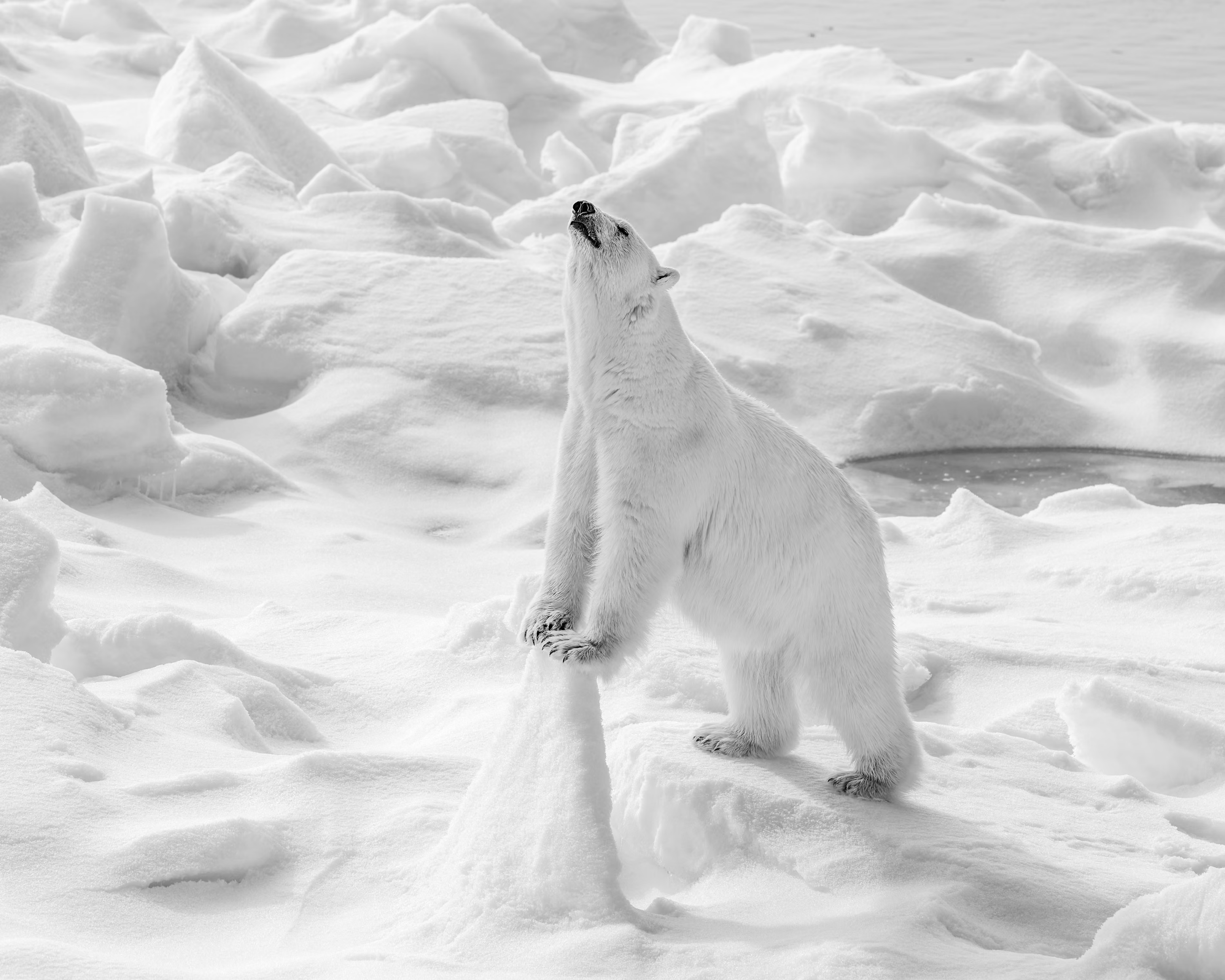 A  young female polar bear climbing onto an ice floe and sniffing the air.
