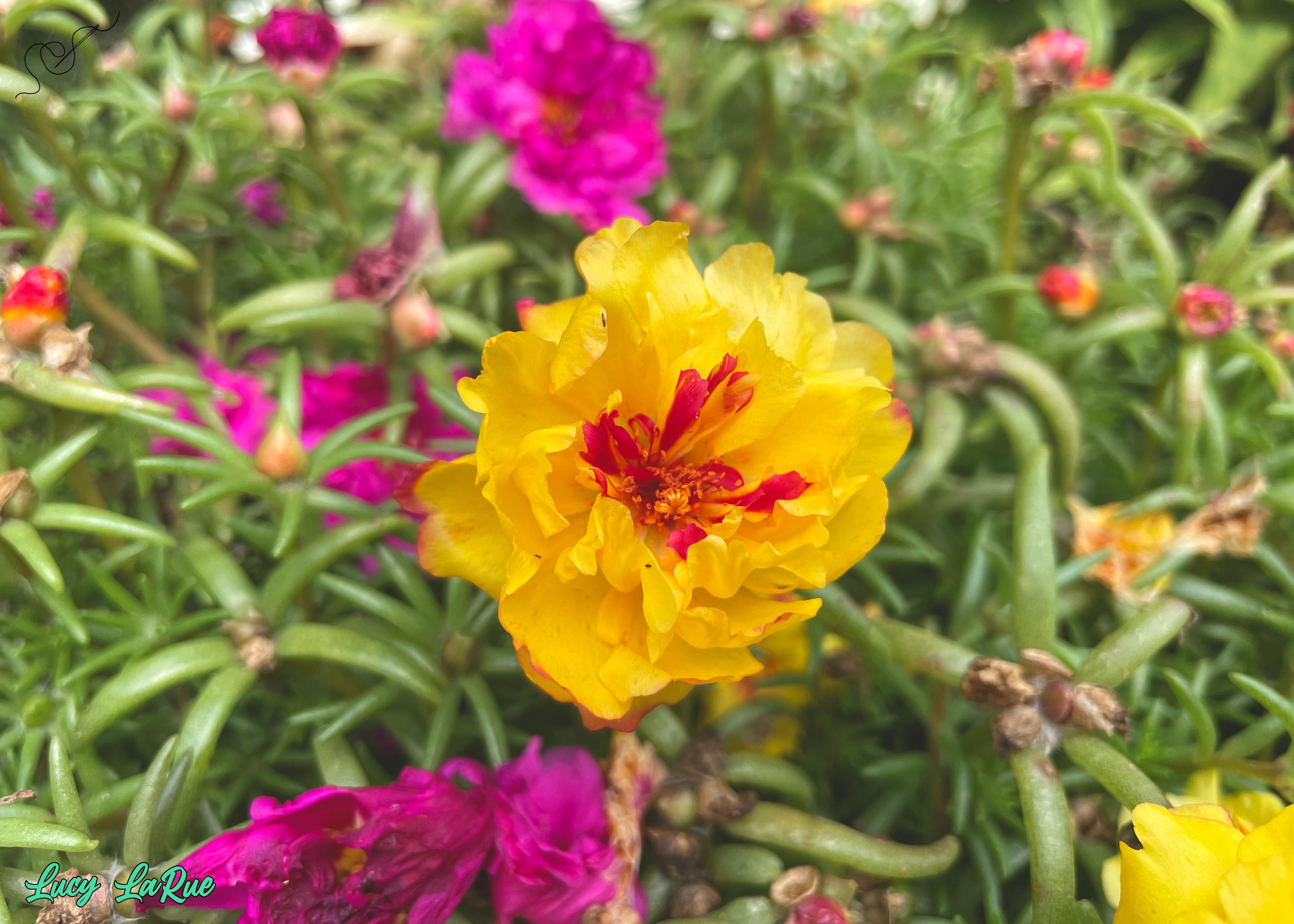 Closeup of a bright yellow moss rose among its yellow and fuchsia sisters in a bed of succulent-type foliage. The flower's inside is a striking red, and the color tips the edges of some of its petals.