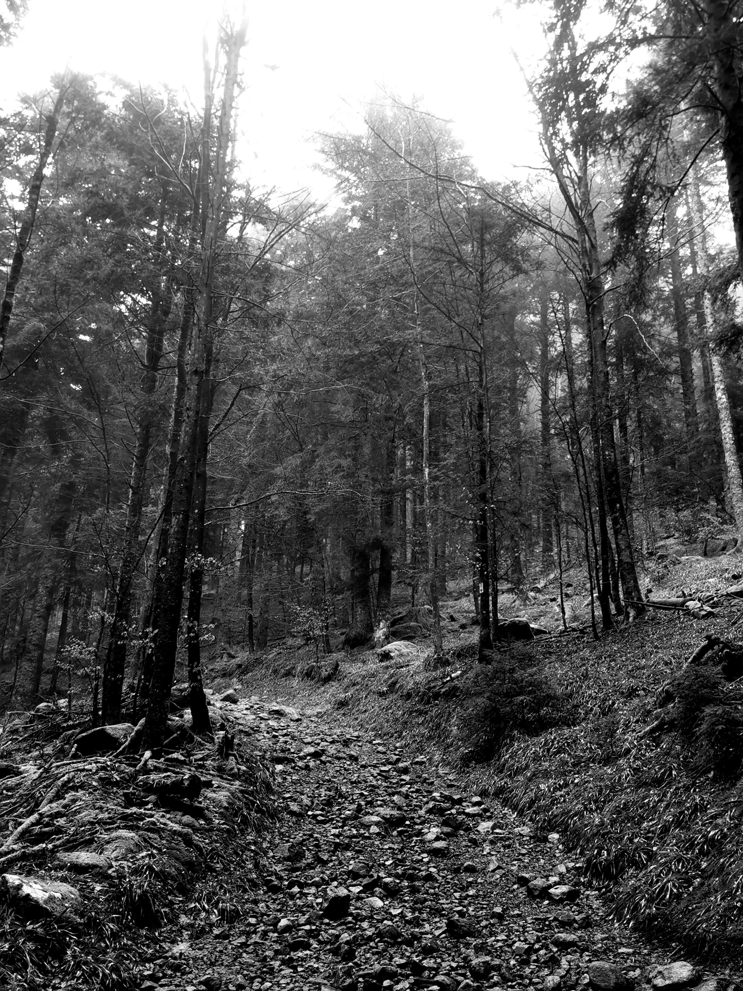 Chemin caillouteux et abrupt dans la forêt du massif vosgien.