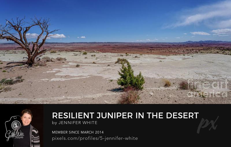 A resilient juniper tree stands in the rugged desert landscape at the Salt Wash View Area west of Green River, Utah, along Interstate 70.
https://5-jennifer-white.pixels.com/featured/resilient-juniper-in-the-desert-pano-jennifer-white.html
#buyintoart #photography #landscape