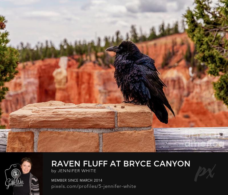 This Common Raven looked like it was taking a moment to survey its surroundings as it perched on a stone fence post at Agua Canyon Overlook in Bryce Canyon National Park, Utah.
https://5-jennifer-white.pixels.com/featured/raven-fluff-at-bryce-canyon-jennifer-white.html
#buyintoart #photography #wildlifephotography #wallart