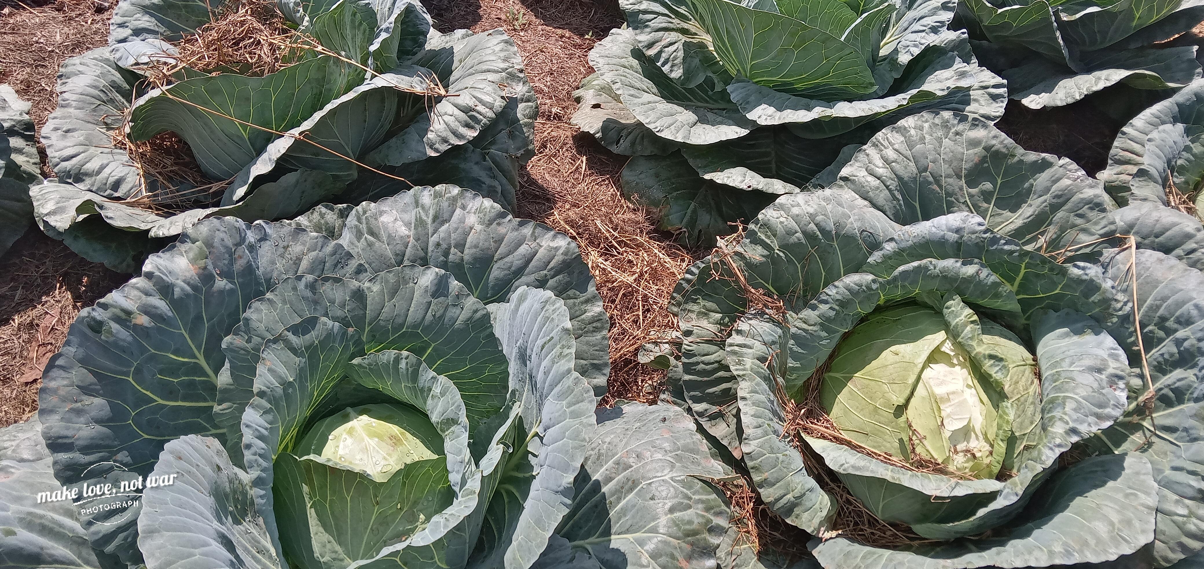 Mulching in cabbages helps a lot