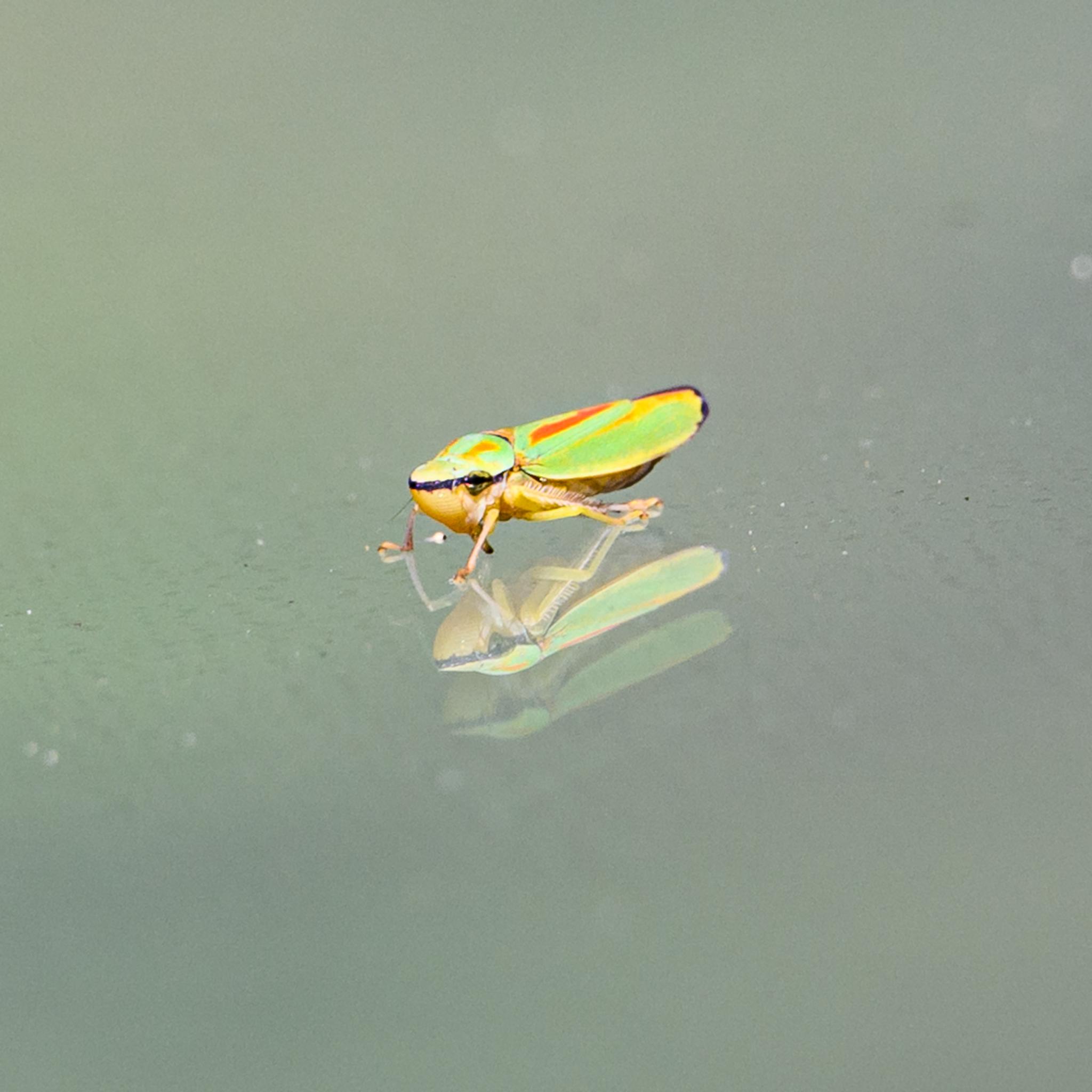 A small leafhopper seen in half-profile, standing on the windscreen of my car, reflected several times in the multi-layer glass. The lower half of the leafhopper is yellow, including the legs, the latter with spines. Separated by a horizontal black stripe at the level of the eyes, the top half of the head and the wings are a lurid mix of green, orange, and red stripes, with black at the tip.