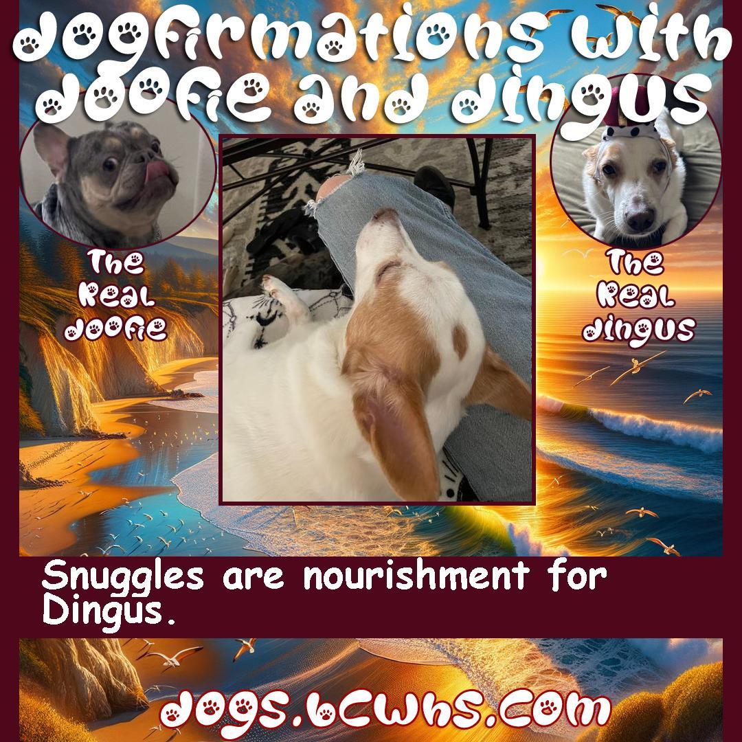 Dogfirmations with Doofie and Dingus: Real: Snuggles
 
Snuggles are nourishment for Dingus.