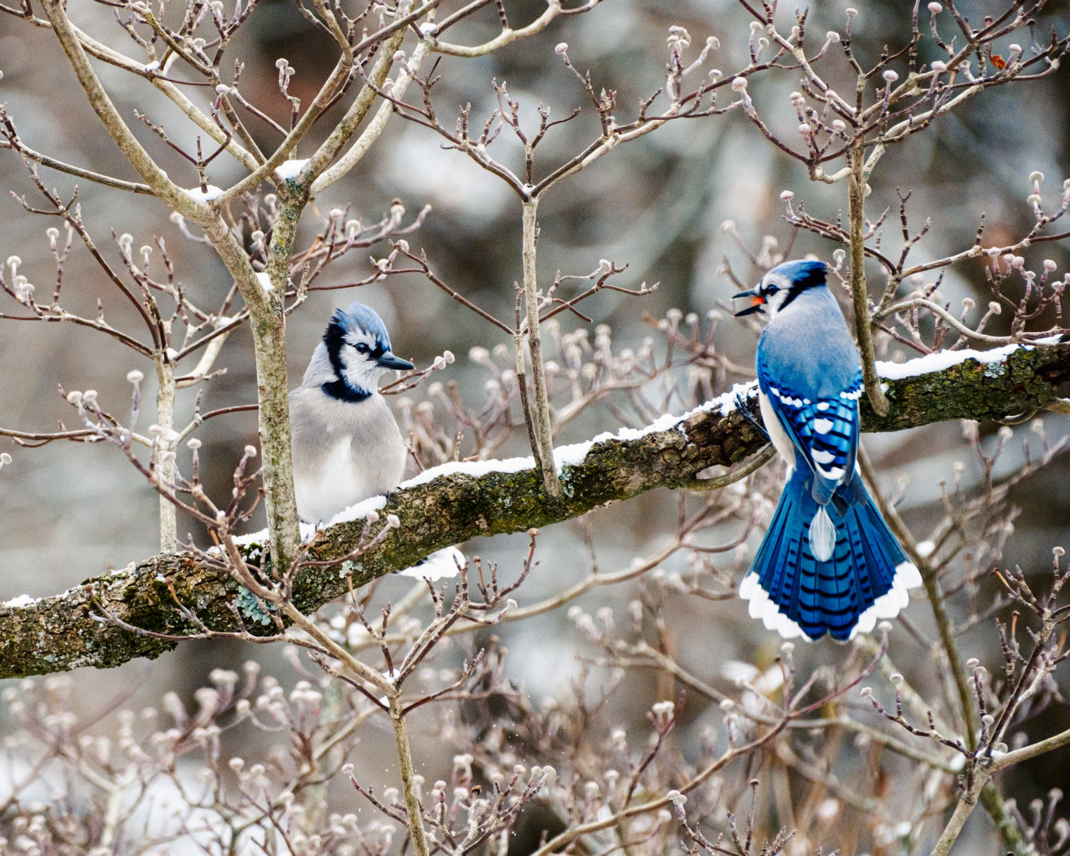 Two blue jays perched on a snow-dusted tree branch.