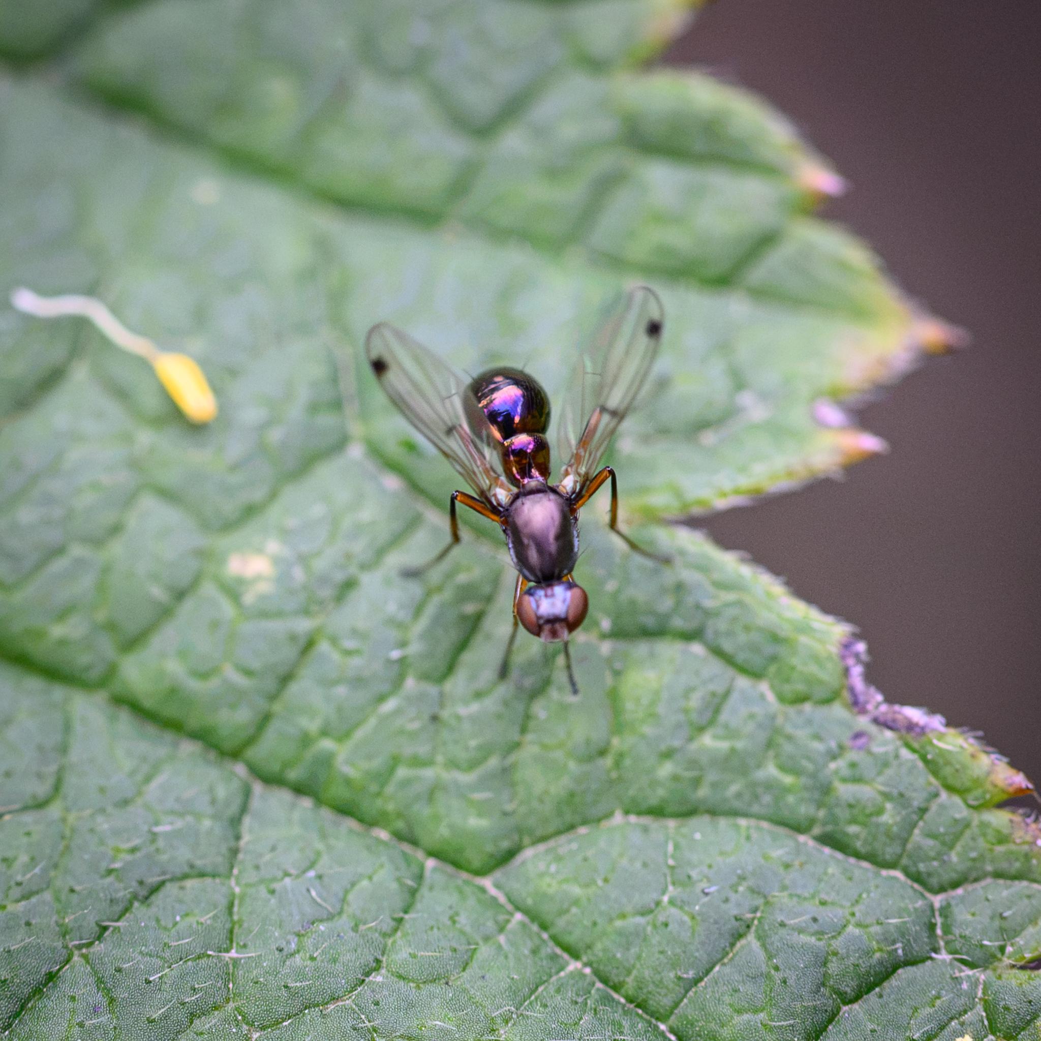 The same fly seen from in front and above, showing many of the same features. The head and abdomen are somewhat out of focus, but the striking metallic abdomen with its yellows and purples is better seen, as are a pair of black bristles near the rear of the abdomen.