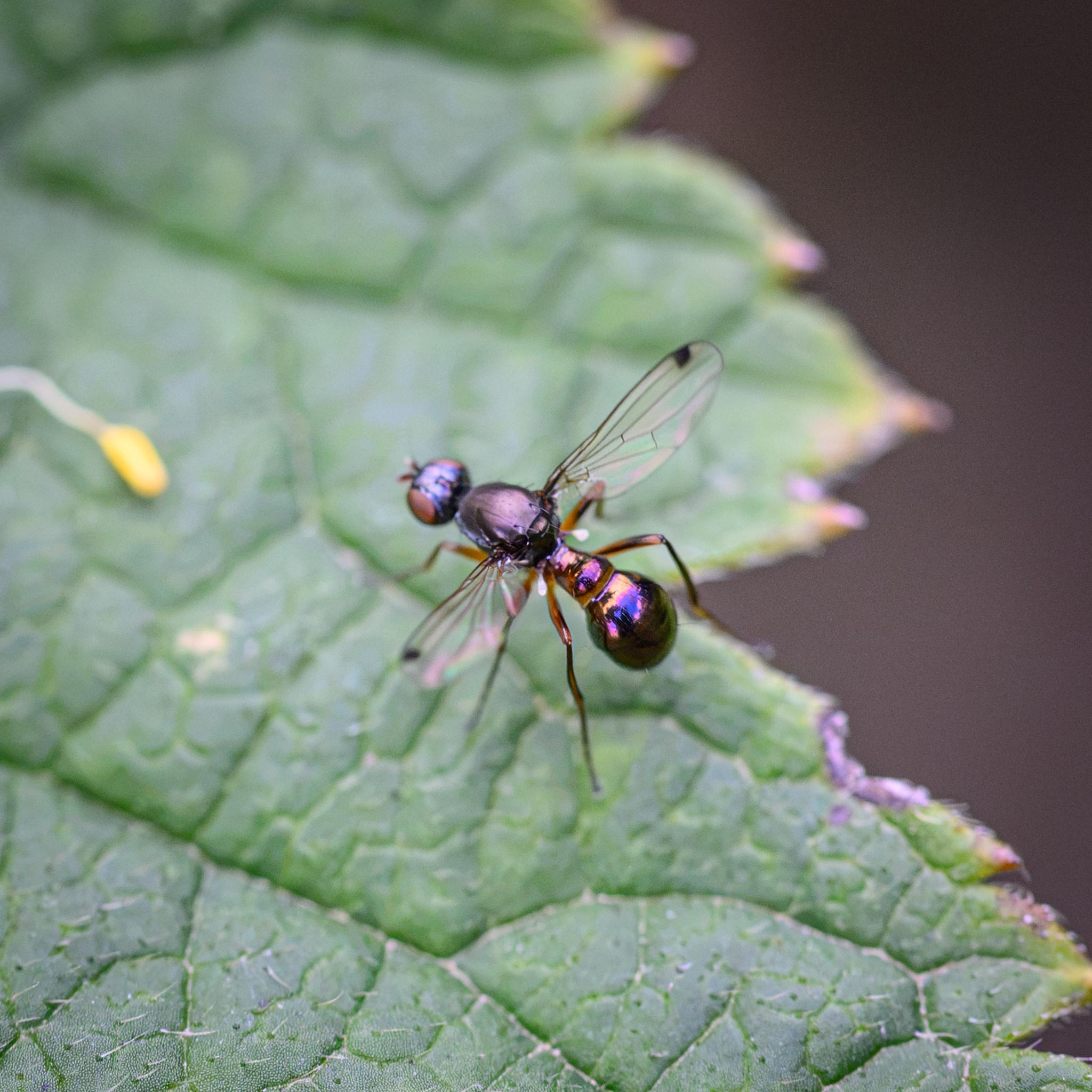 Another view above and slightly behind, showing the thorax and abdomen in more detail. The latter has a semi-metallic dark bronze colour with a slight purple hint, while the abdomen is highly reflective with yellow and purple on the first, smaller tergites, then more yellow and darker purple on the larger rear tergites.