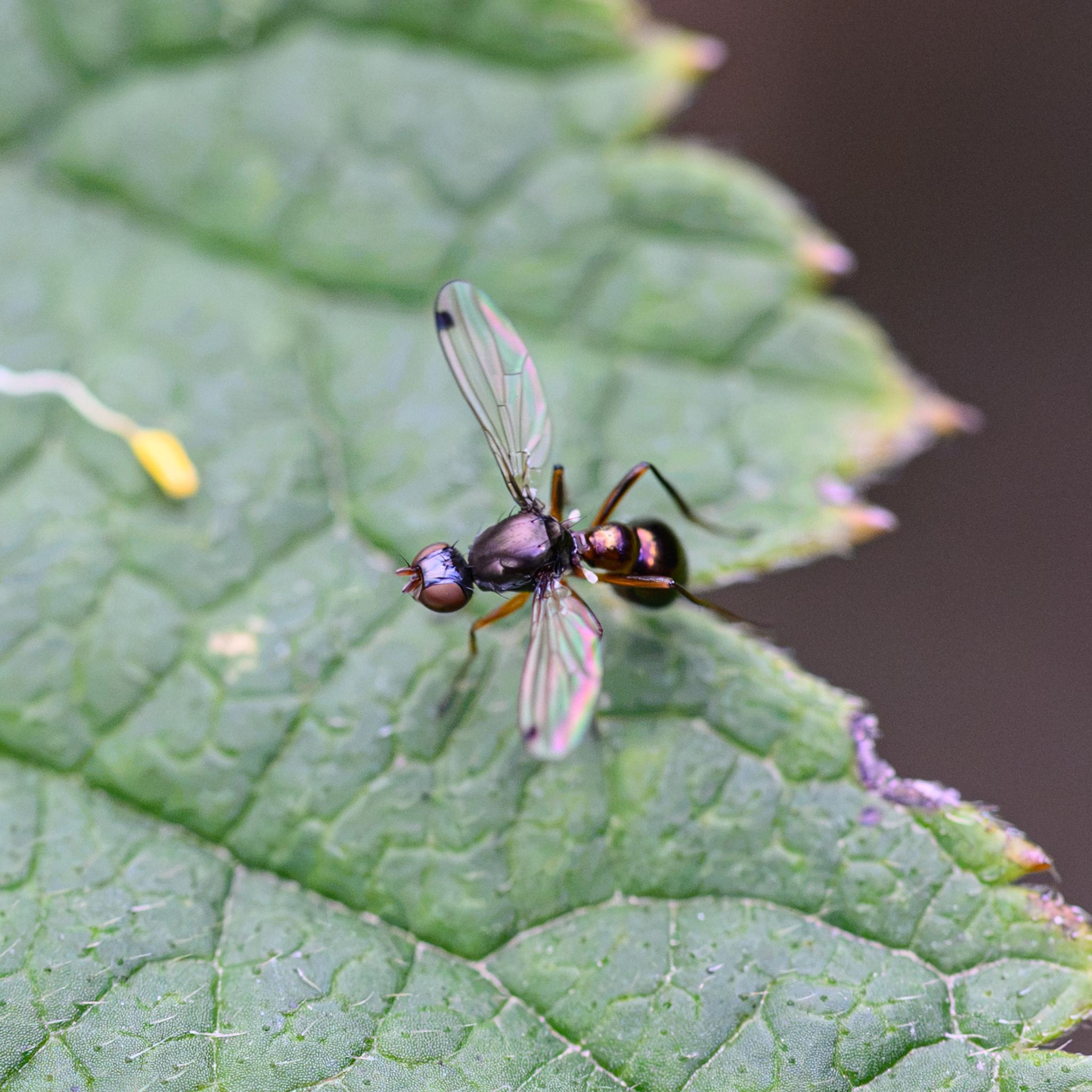 A small fly seen side on and from above on a green leaf. The fly has clear wings with a black spot on the outer leading edge of each, and the fly has its wings spread wide, as it was wiggling them. There is some iridescence in the wings. The head of the fly is almost spherical, with large brick red compound eyes flush with the sphere, and with a very shiny black region reflecting daylight above between. It has small brown antennae. The thorax is a smooth, semi-reflective purple bronze, with some large black bristles and some much smaller hairs between. The abdomen is less well seen from this angle, but shows intense yellow and purple metallic highlights on a dark base. The legs are amber, with darker parts.