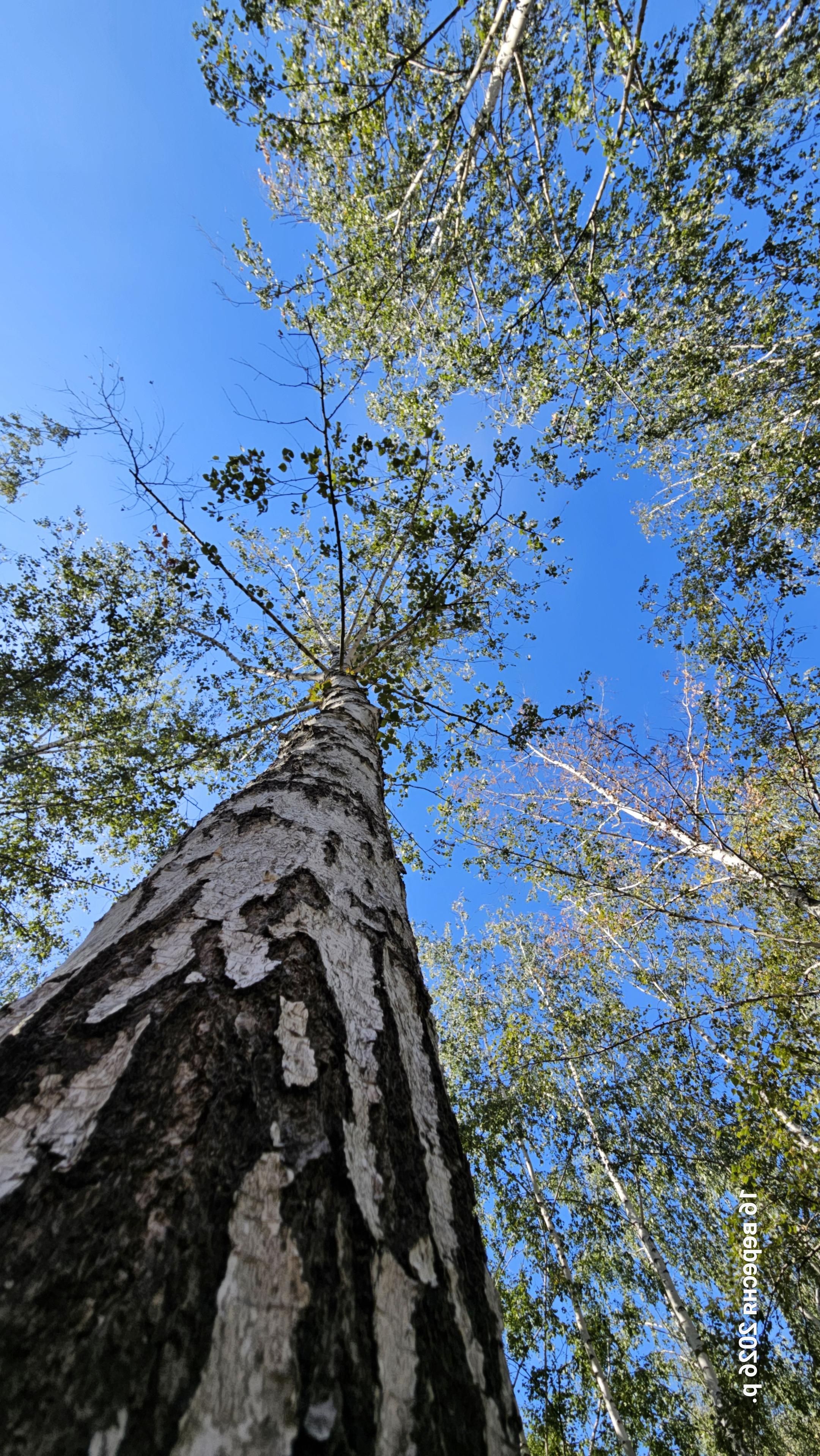 A low-angle view looking straight up the trunk of a tall birch tree with white-patterned bark towards a bright blue sky framed by green leafy branches.