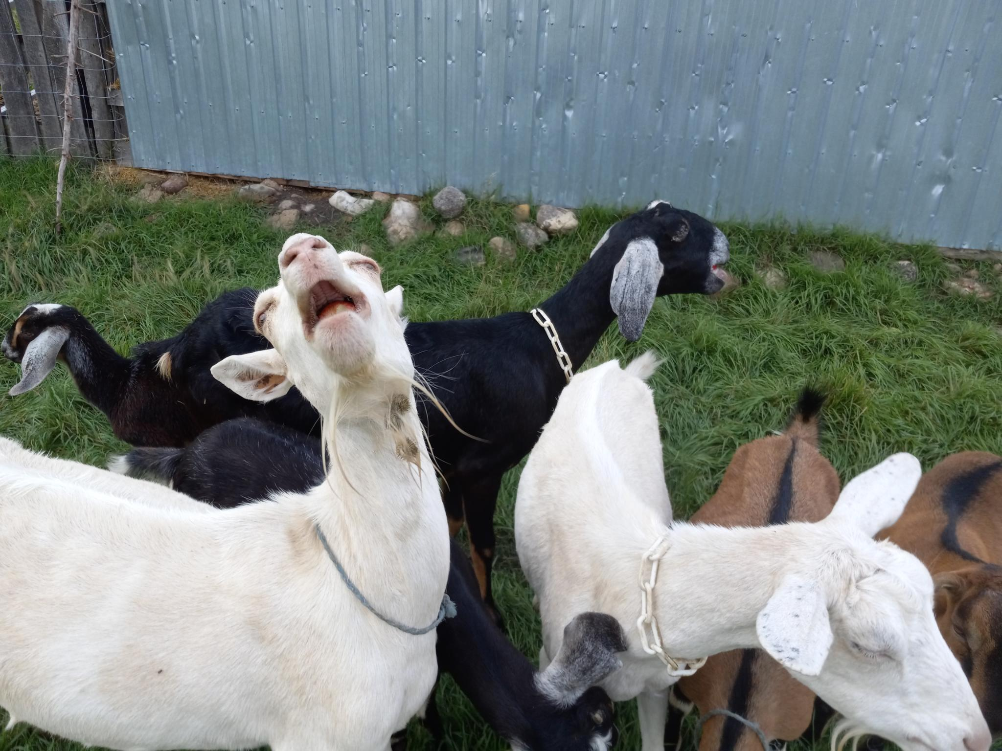 A white goat wish her head thrown back, chewing an apple, but sort of looks like she's singing.  There are several other goats in the background, one other one obviously eating an apple.  