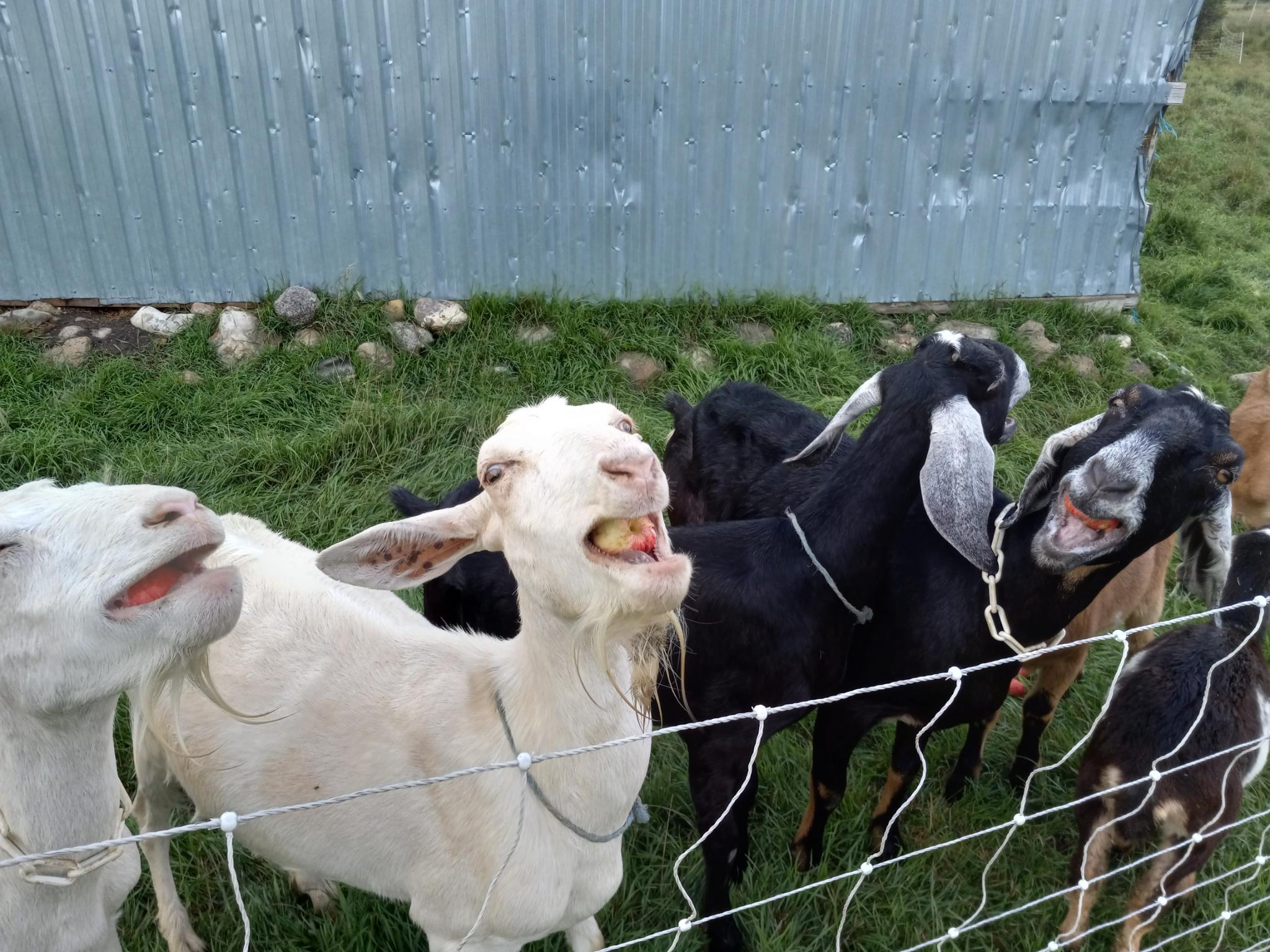 Four goats, two white and two black, all eating apples with their heads back and their mouths open like they are singing opera.  