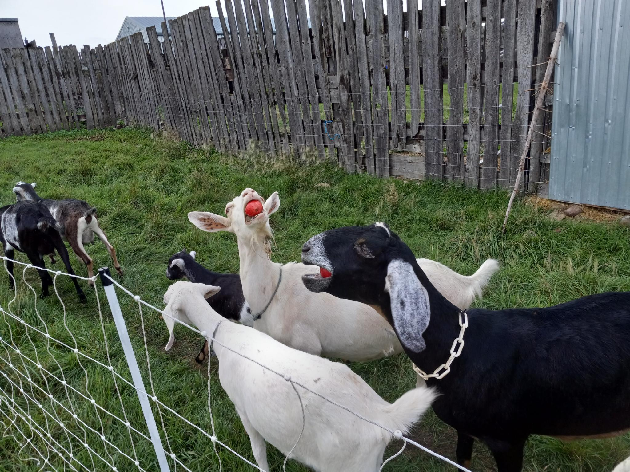 Two goats, one white and one black, look like they are singing with their heads back as they eat red apples.  There's a tall wooden fence in the background and green grass under their feet, as well as several other goats in the background.