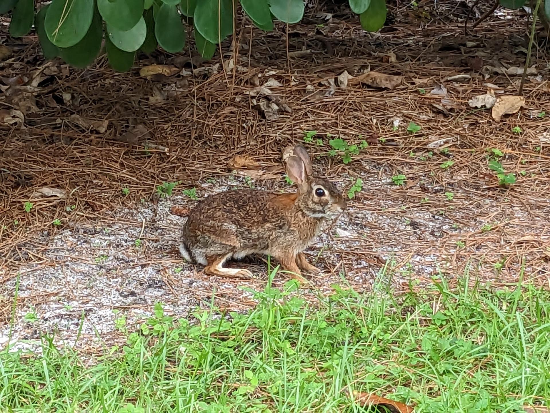 A small brown and white rabbit is sitting on sand and dry leaves in an outdoor setting. Vibrant green grass is in the foreground, and large green Clusia leaves hang down from above.