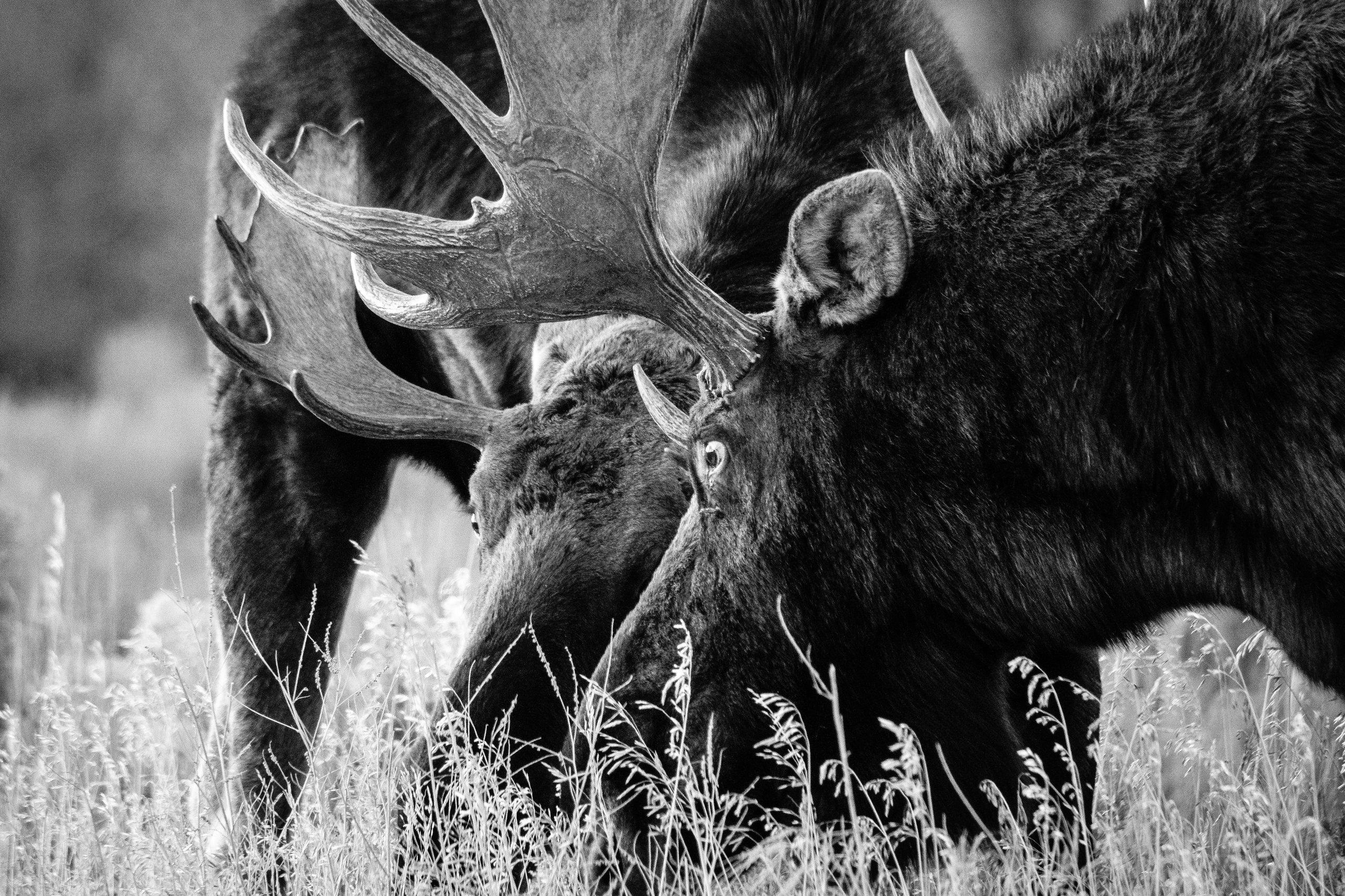 Two bull moose facing off, staring at each other, about to lock antlers.