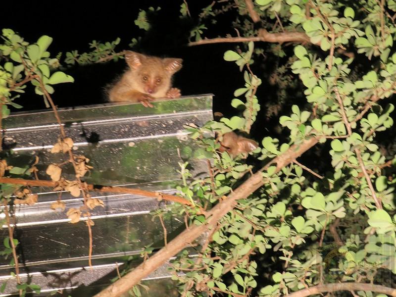 Nagappie! Night Ape . Bushbaby. We get a big one, this guy and the little ones here. These guys make a noise that makes guests think there is a HUGE monster out there in the dark. 😀  Also I think a lot of Tokaloshe stories come from this little guy.