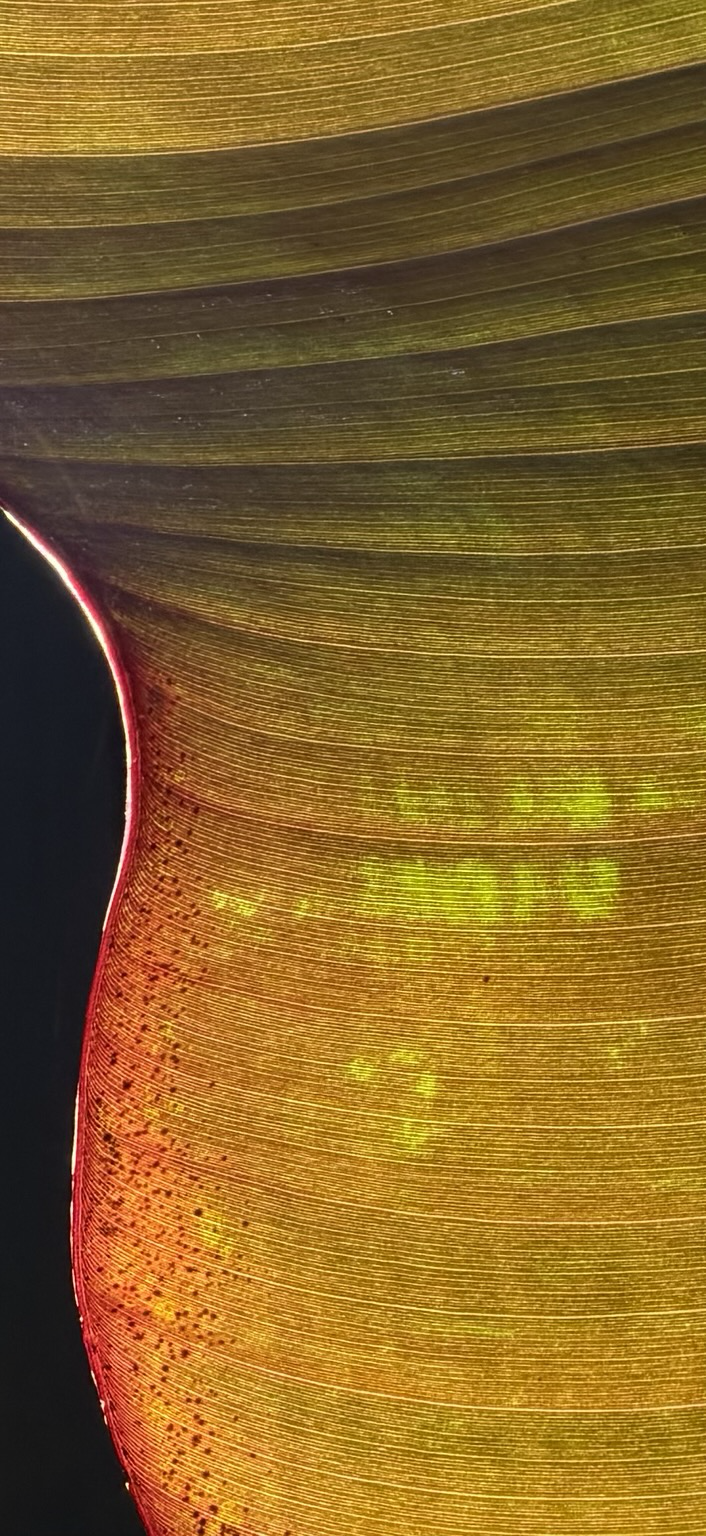 Believe it or not, this is a photo of a leaf.