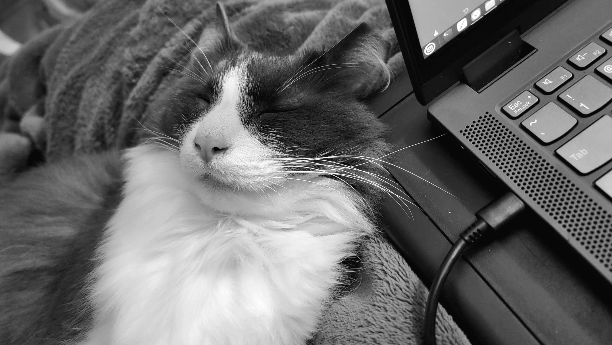 Black and white photo of a long haired snuggly cat named Luke, nestled next to a Lenovo laptop with a content expression on his delightfully fluffy face.