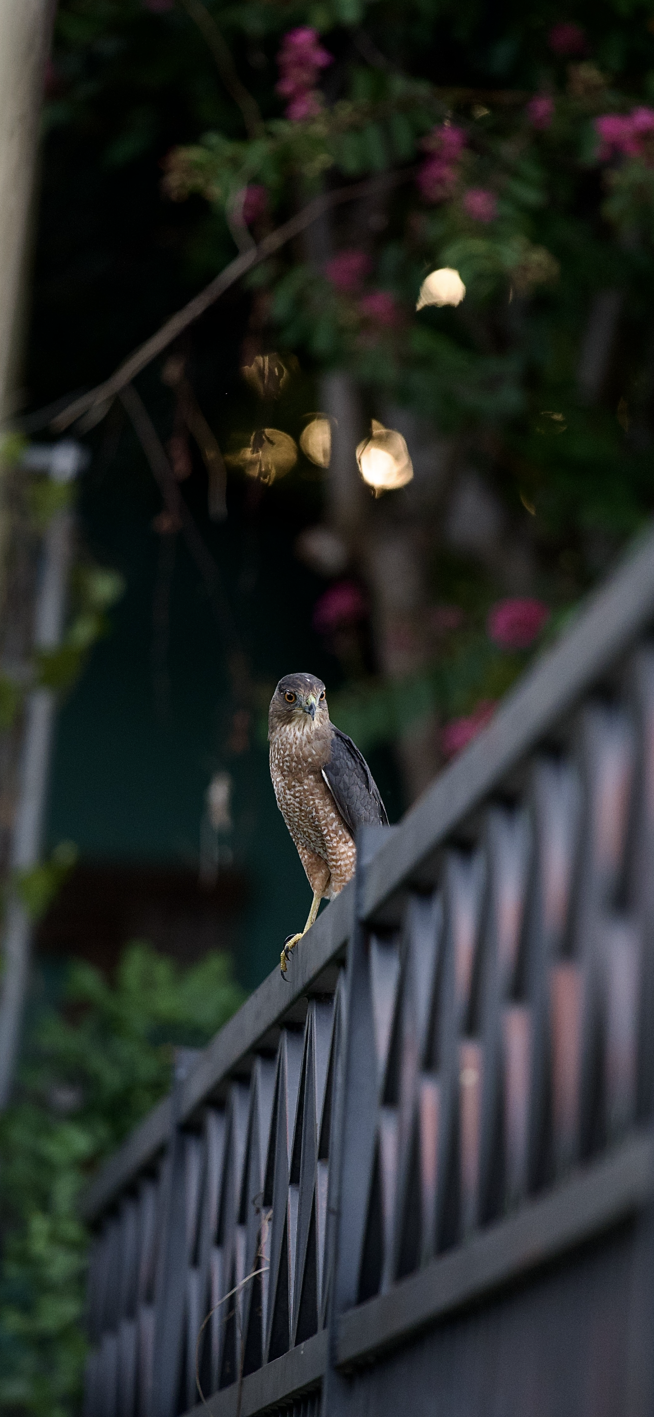 Cooper’s hawk standing on a fence