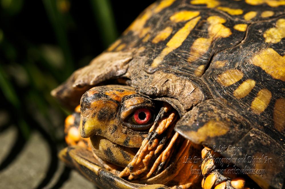 "Rough Night" ... adorable box turtle snapped way back in 2009 in our backyard at the house in Maryland.  Don't worry, his red eyes are as they should be, though he does look like he'd been partying hard the night before!!

Available at my website as wall art and lots of gift ideas for the turtle lover in your life!!

https://lois-bryan.pixels.com/featured/rough-night-lois-bryan.html

Also at #FineArtAmerica, here:  https://fineartamerica.com/featured/rough-night-lois-bryan.html

btw, it's not Ai

#art #photography #animals #turtles #LoisBryan #NotAi
