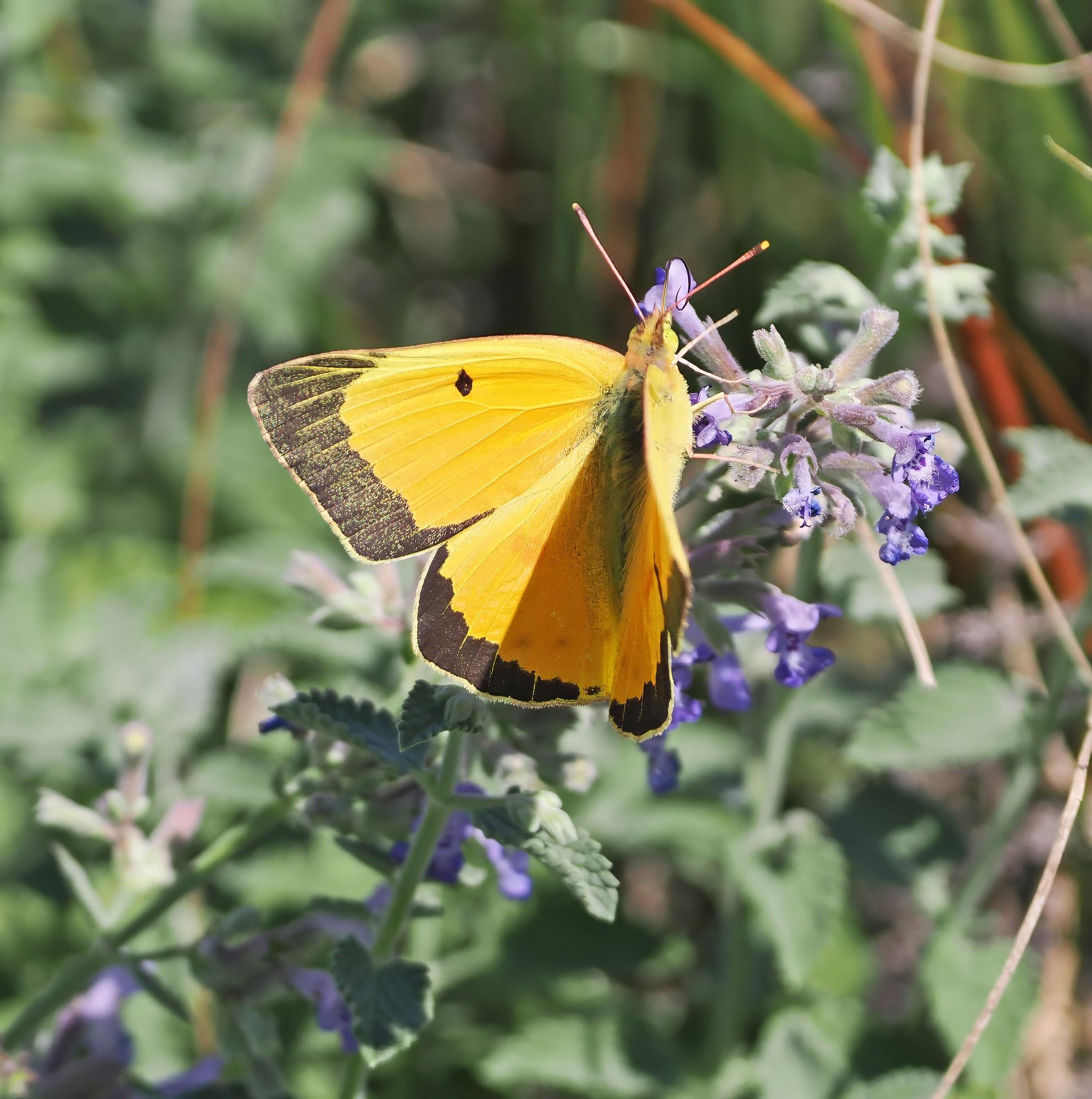 This medium sized yellow butterfly with brown edges to its wings (as viewed from the topside of the wings) is a clouded sulphur butterfly. It's nectaring on some kind of catmint. You usually don't see the topside of this butterfly's wings, as they are usually closed at rest.