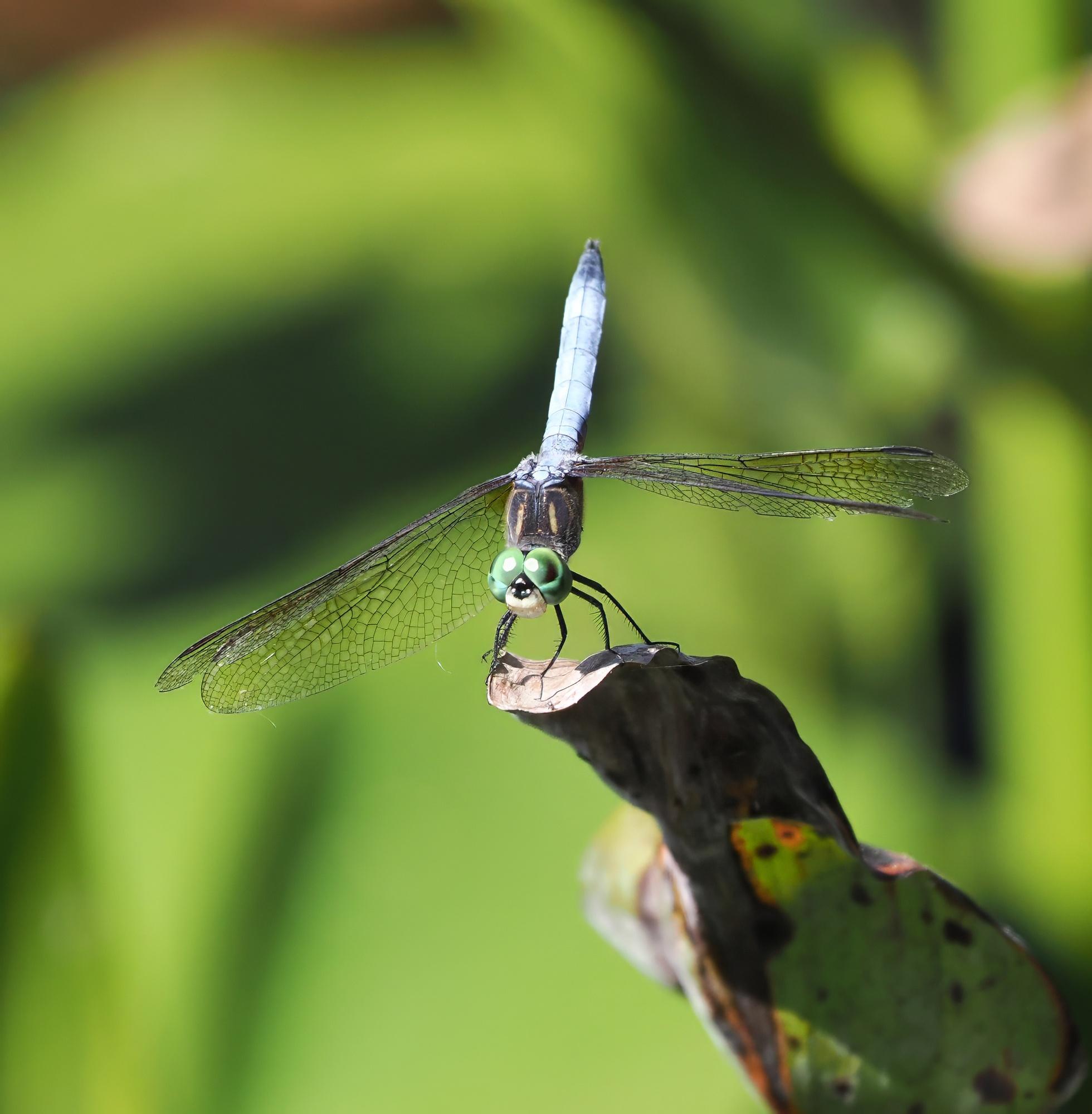 Here is a small dragonfly with bright green eyes, a powder blue abdomen and a black and yellow thorax in a obelisk posture (head down, butt up) on a hot day. It is a male blue dasher dragonfly.
