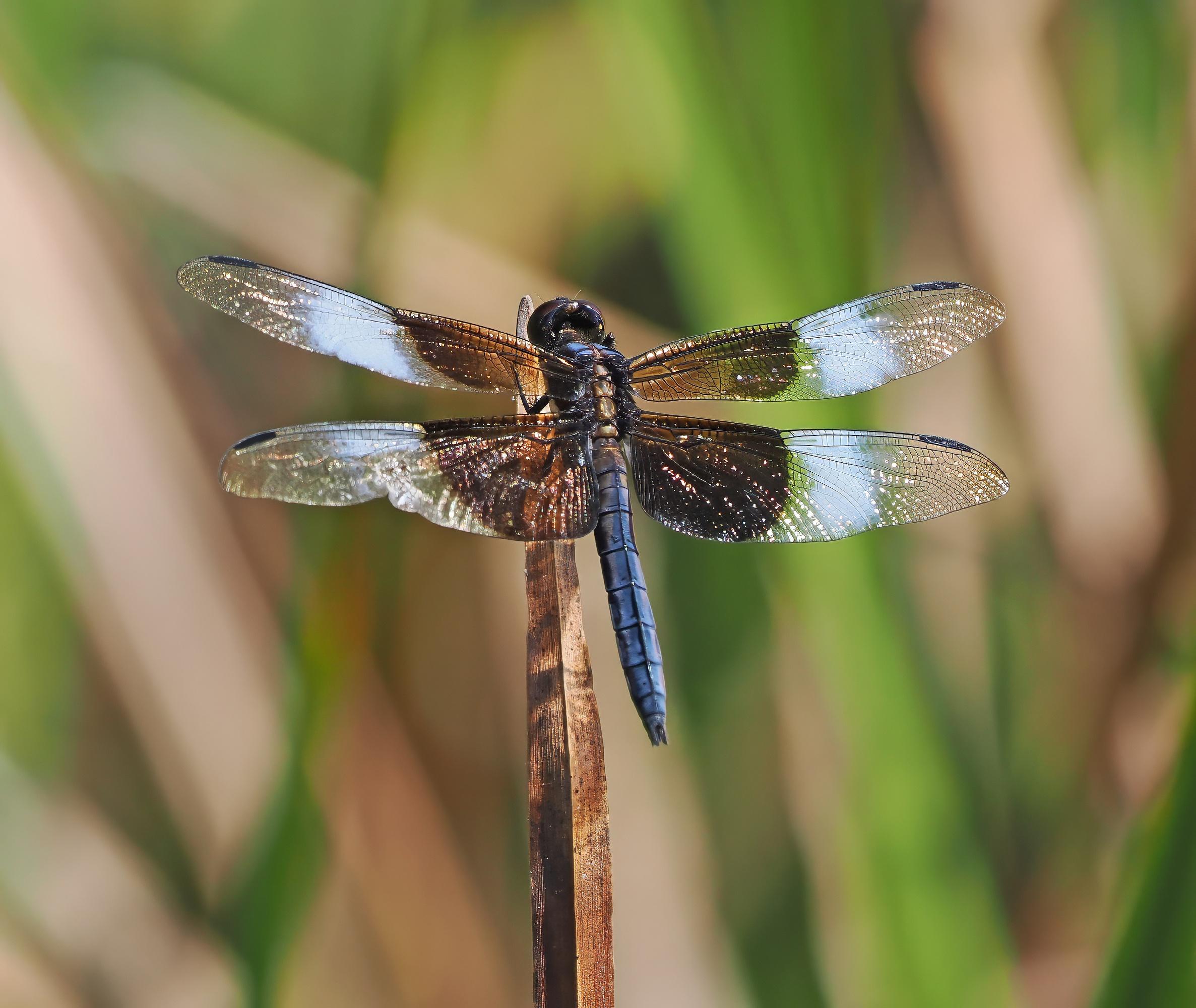 This large dragonfly has a dark body and wings with brown and white patches on them. It is a male widow skimmer dragonfly.
