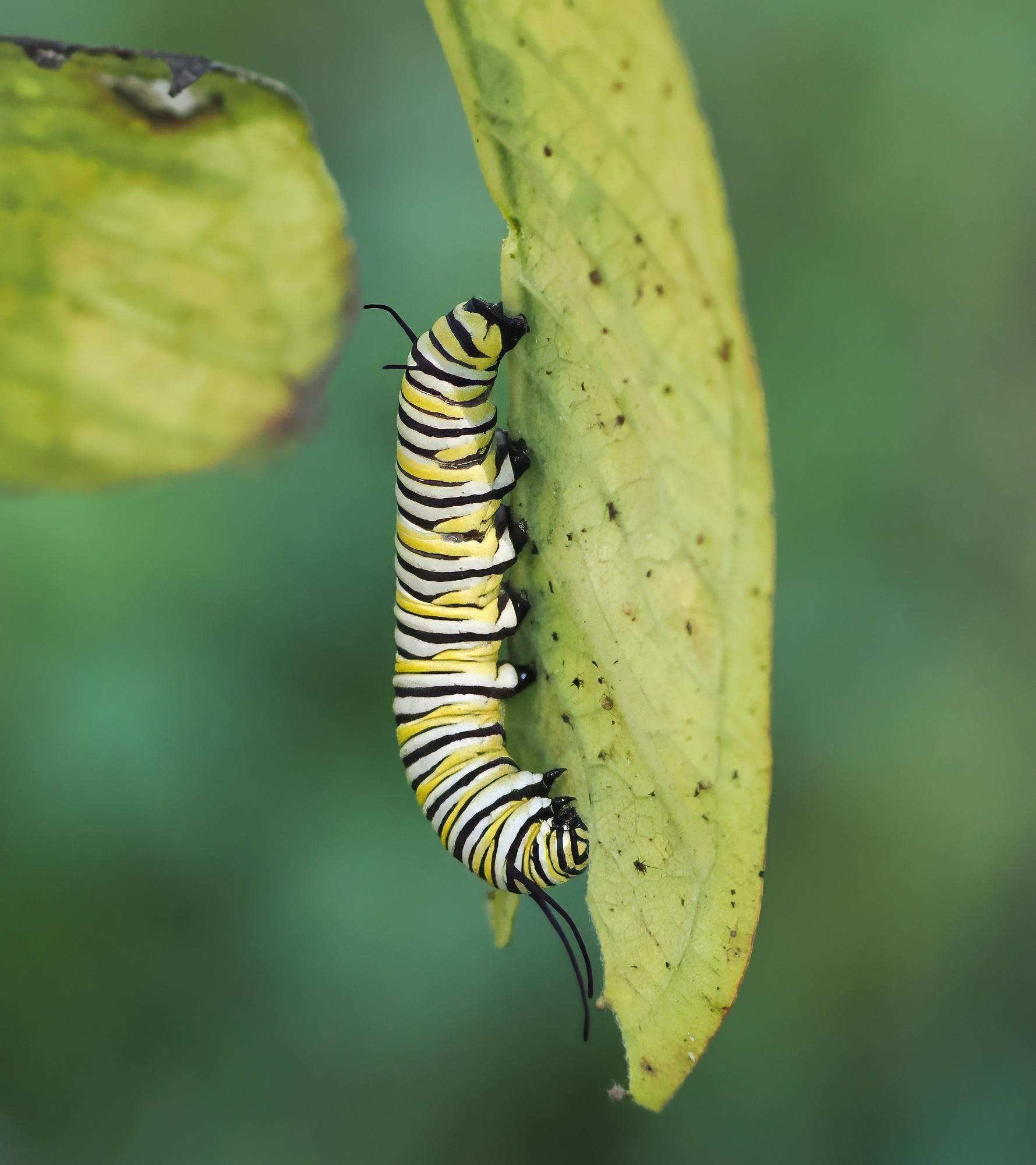 I saw this rather large black. white and yellow caterpillar climbing all over some not-very-healthy-looking milkweed. It is a Monarch caterpillar, a late instar I would guess based on its size.