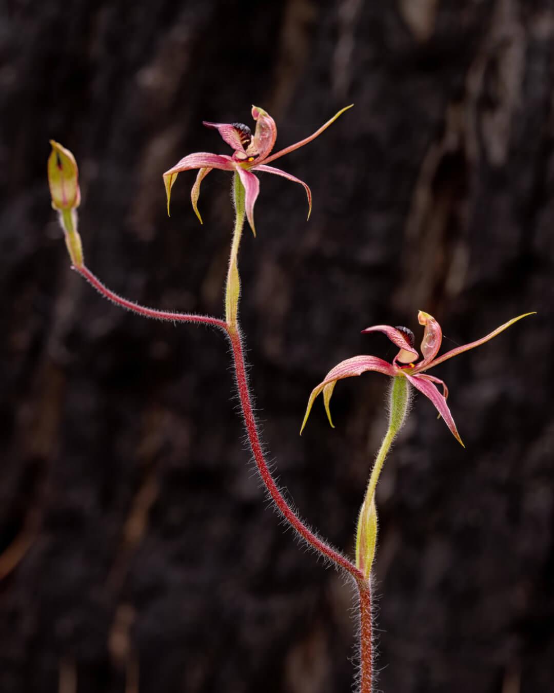 A spider orchid with long pink sepals and petals drooping as well as one erect one behind the hood. The labellum is a triabgular heart-shape, with many small dark calli (bumps) on its surface. This is a rare triple-headed specimen.