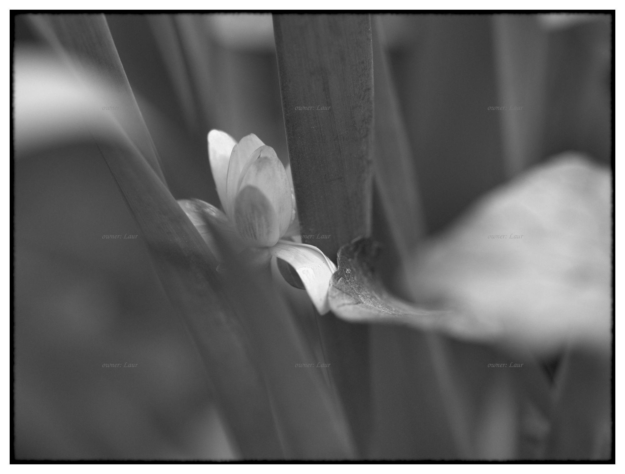 Flower, monochrome, photo