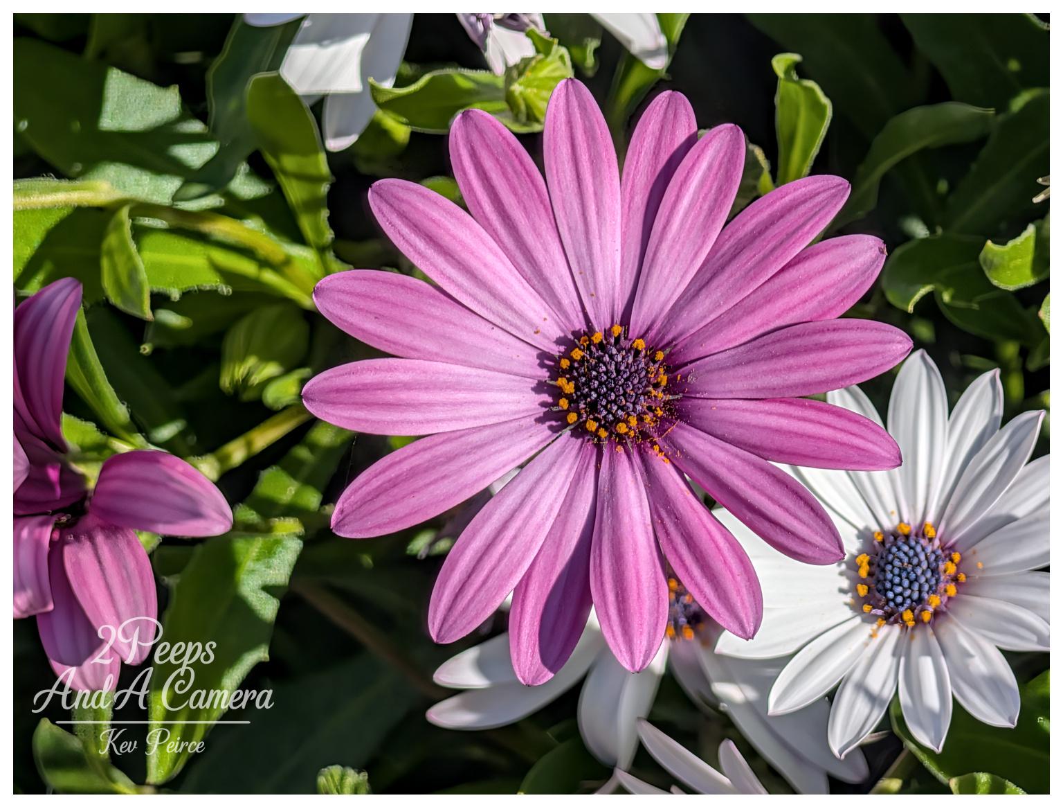 A close up photograph of a vibrant purple African daisy in sharp focus, featuring elongated petals radiating from a dark centre dotted with bright yellow pollen. To the lower right, a contrasting white daisy with a blue-hued centre peeks into the frame, while hints of other blossoms and soft green foliage fill the background under bright, natural daylight. A translucent outline of the Australian map watermark bearing a name sits in the bottom left corner.