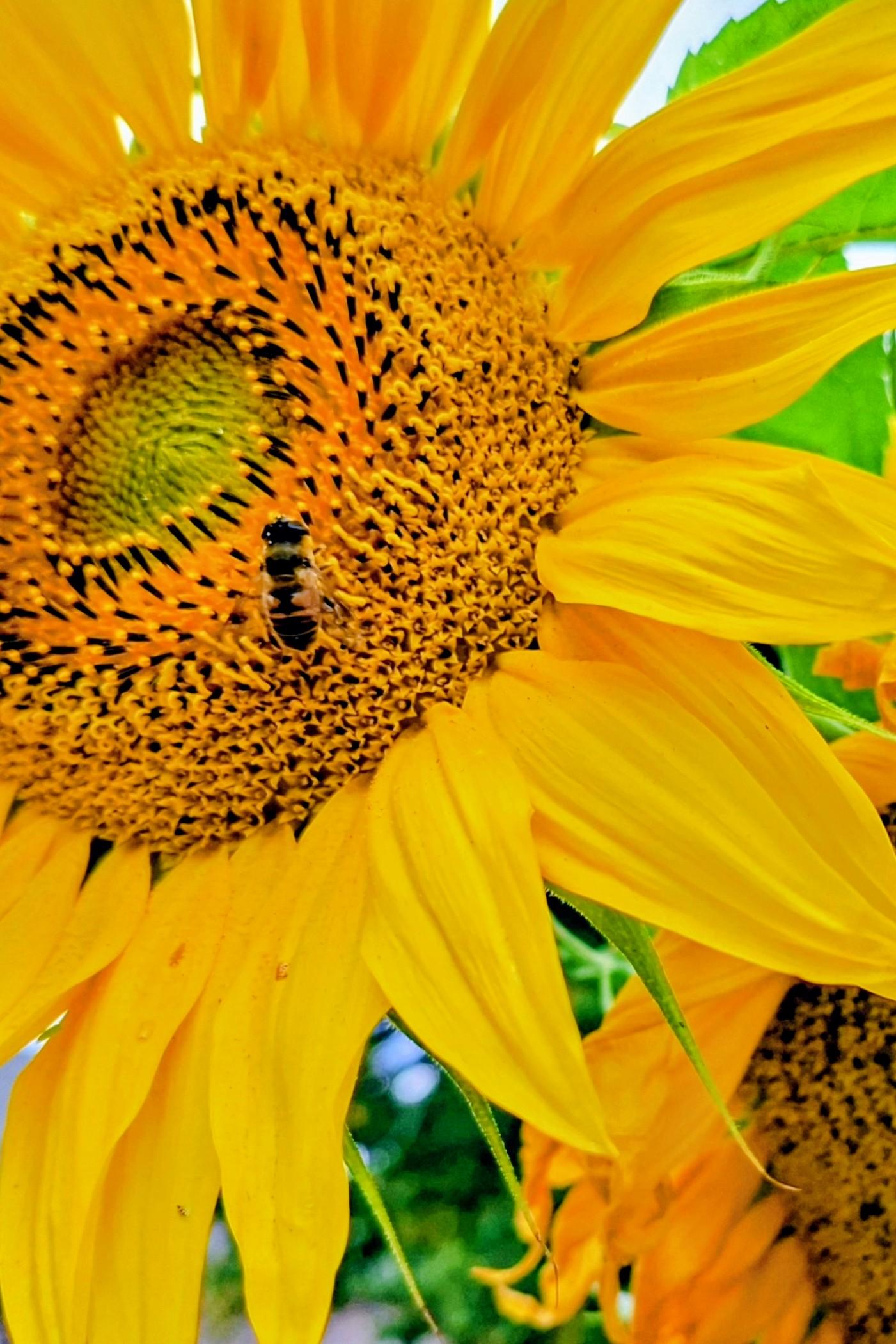 Zonnebloemen op de foto, met 'n bij op een er van.