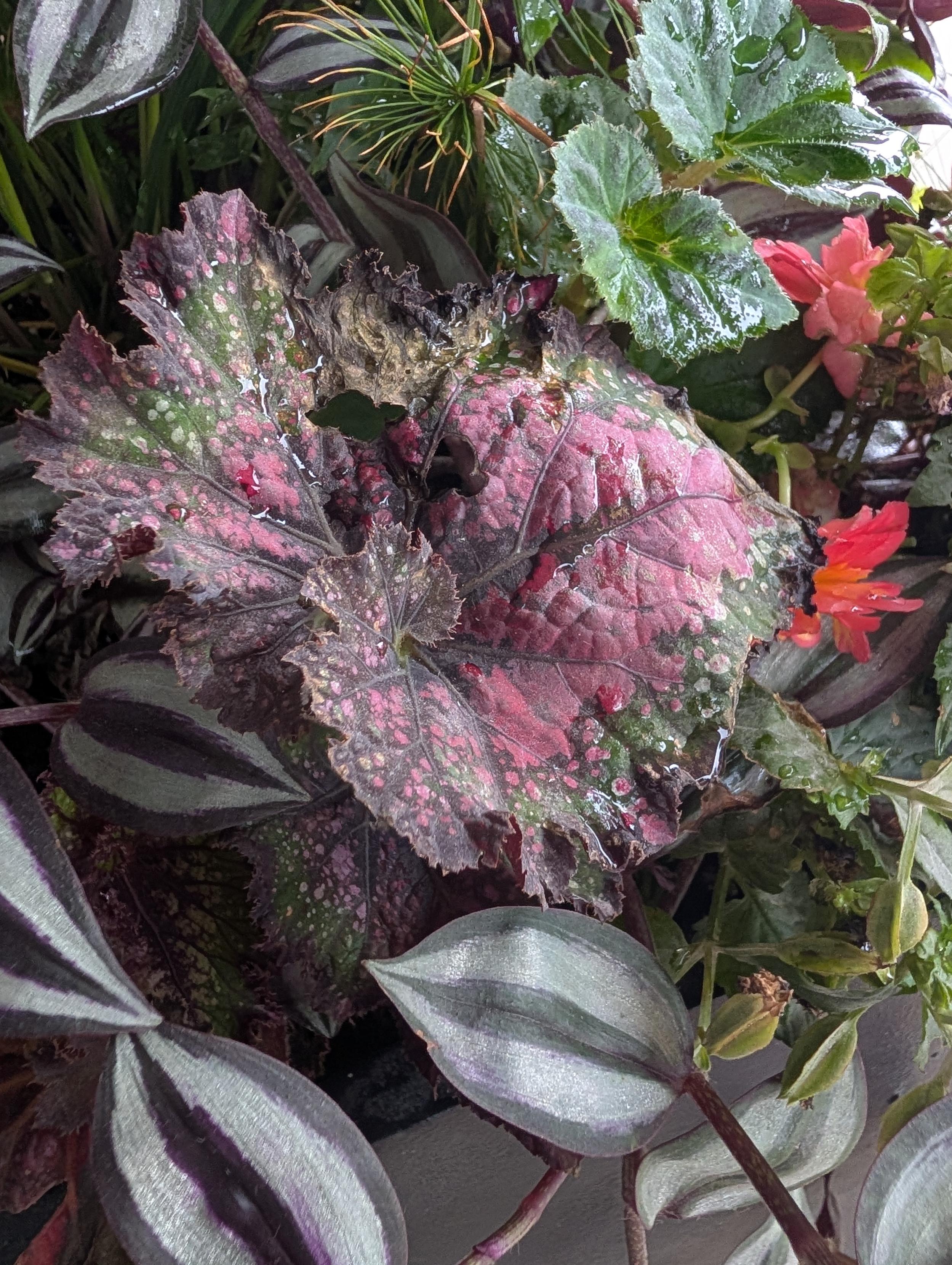 Close-up of a wet Rex begonia leaf with deep pink and dark green speckled patterns, surrounded by silver-striped inch plant leaves and small pink blossoms.