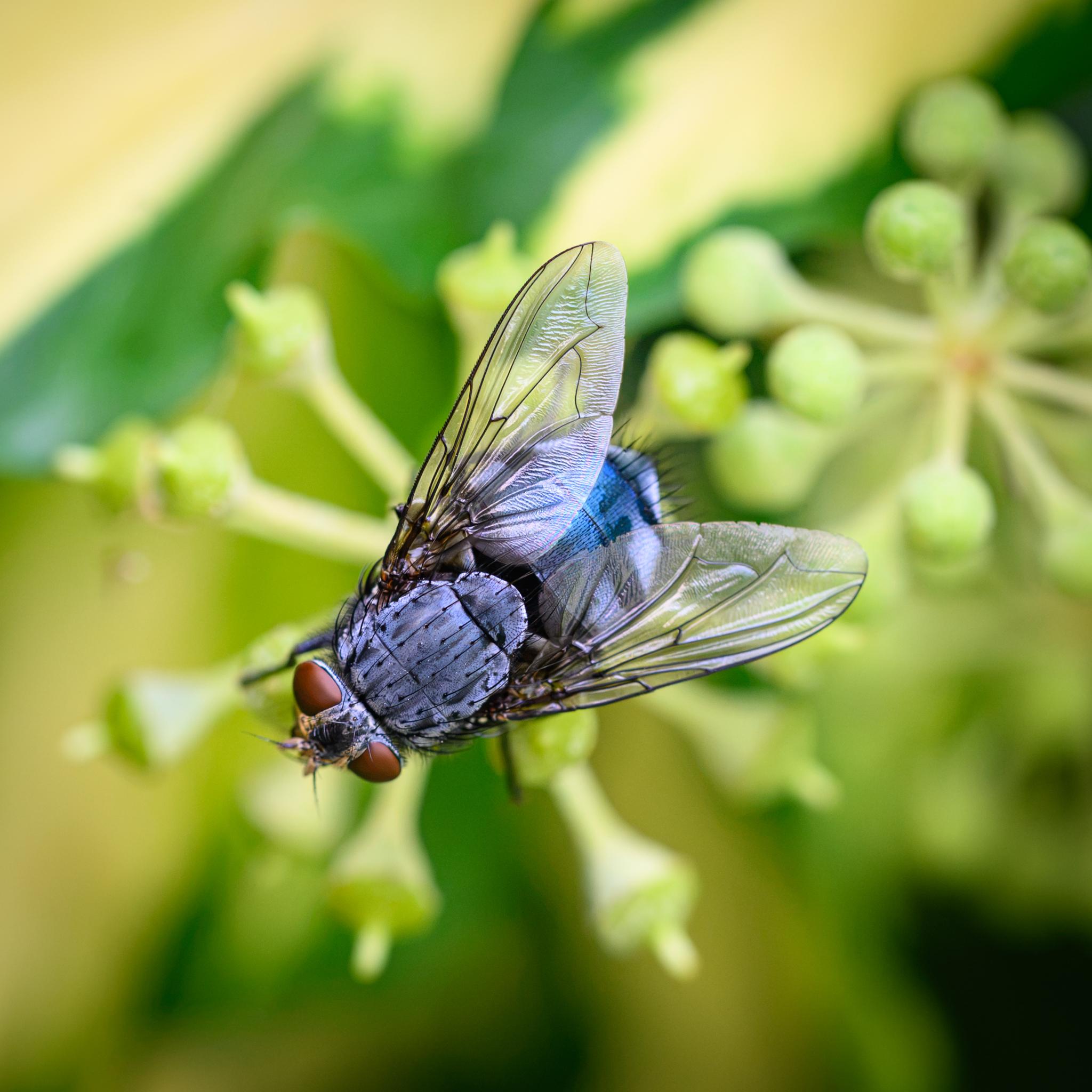 A large blowfly seen from above feeding on a yellow-green ivy flower head. The fly has brick red compound eyes widely set in a grey and black head, marking it as a female. The three small ocelli can be seen in the gap. The thorax is a dusty blue grey with darker longitudinal partial stripes, many fine black hairs, and lots of long black bristles. The abdomen isn't well see from this angle, but is a metallic blue with dark grey patches and many black bristles near the end. The wings are clear, with dark veins, darkening to a light brown right at the roots.