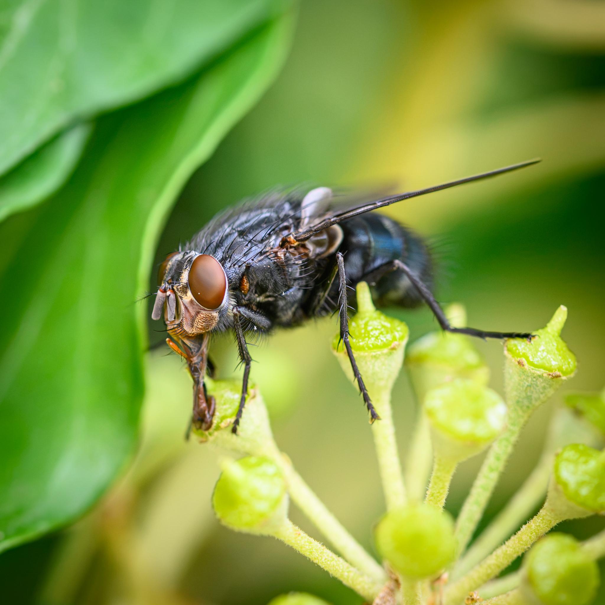 The same fly seen in half profile, this time right-side up showing the grey upper part of the face between the eyes with a central black stripe, turning beige / light brown lower down, with many short dark hairs. The antennae are grey with a spot of red at the root. The proboscis and mouthparts are protruding downwards, mostly out of focus. One of the maxillary palps (I think) is seen in orange, pointing up just below the head, with black hairs on it.