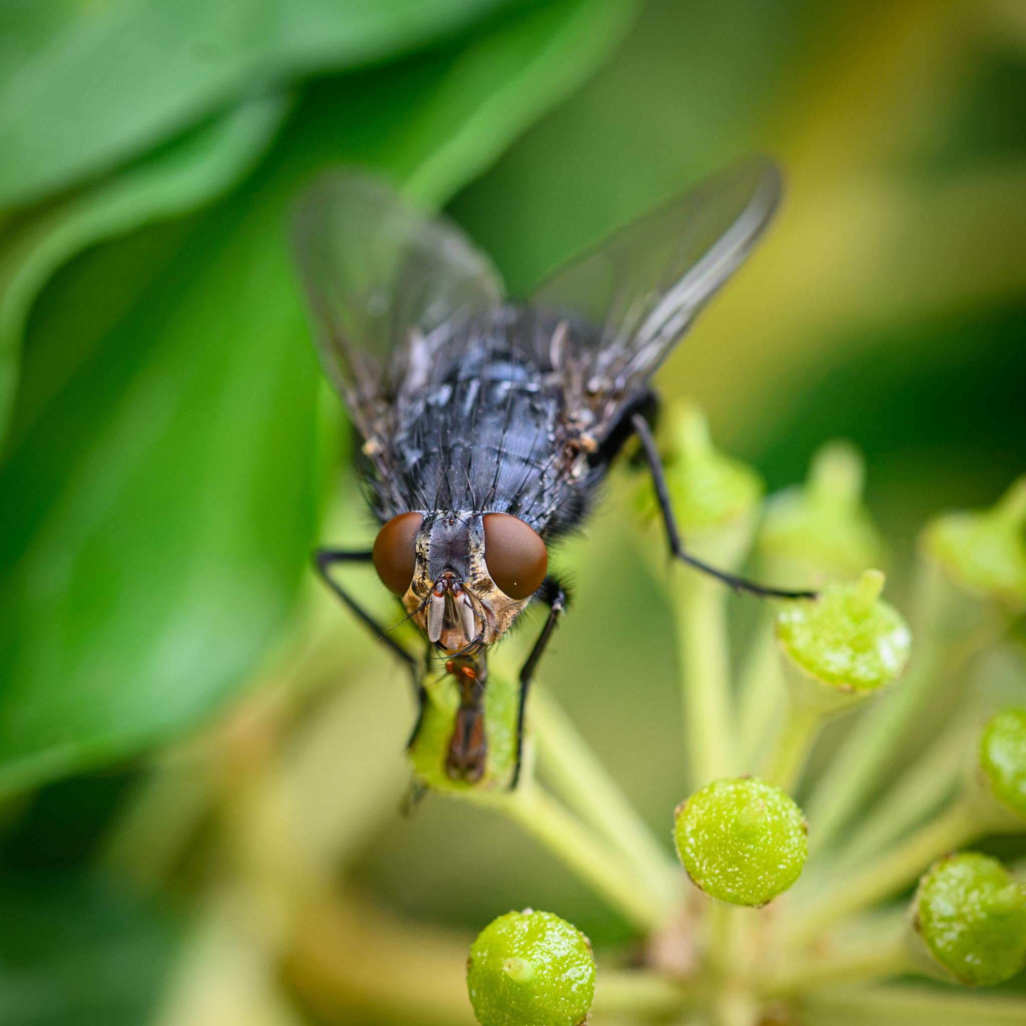 A head-on view of the fly slightly from above, showing the head, eyes, and antennae in more detail. The proboscis and mouth are again extended down to the flower, but mostly out of focus apart from the orange tips of the upwards protruding maxillary palps. The front of the thorax is in focus, but the rest of the fly is out of focus in the background.