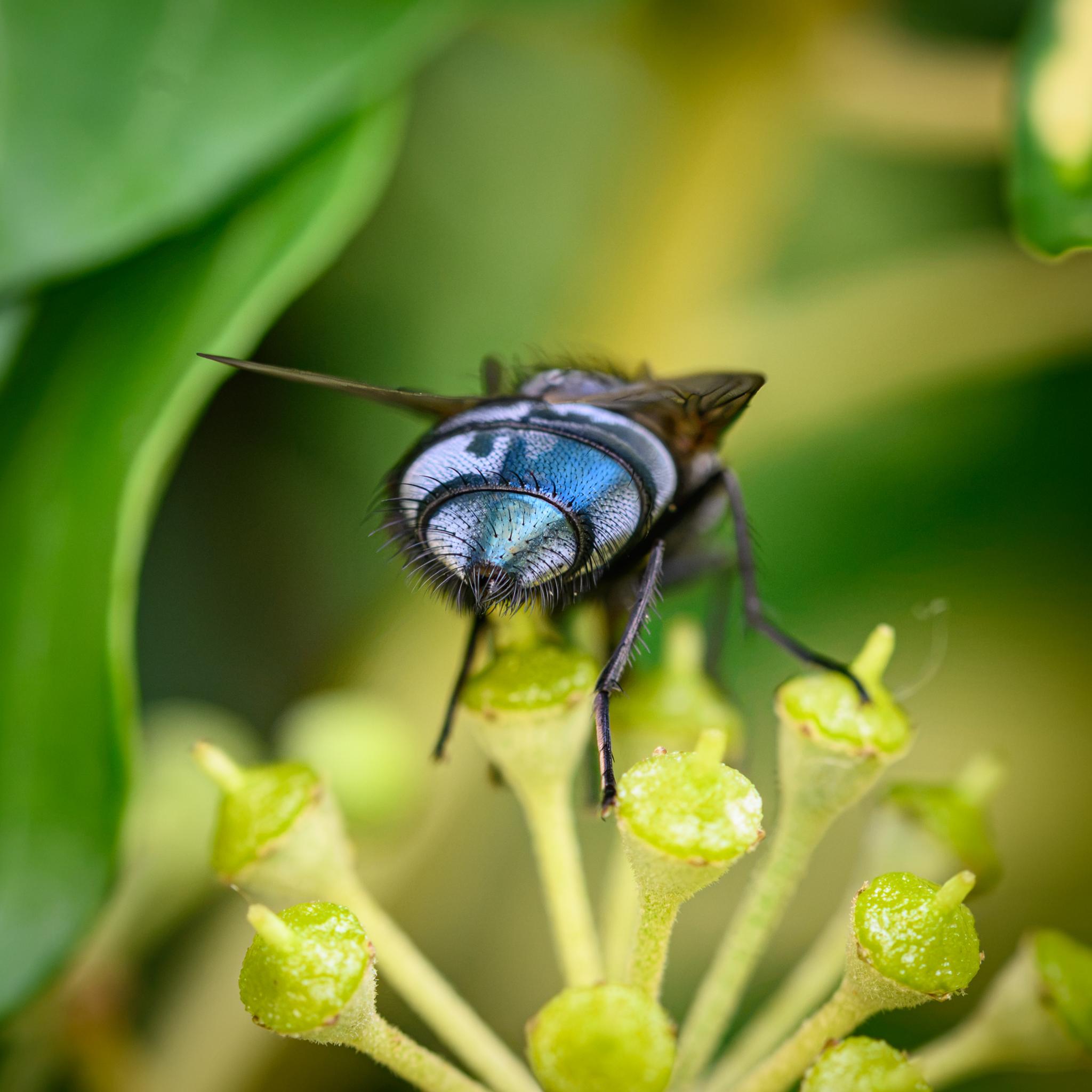 A view of the fly from the rear end, showing the many short and long dark hairs on the various tergites of the abdomen. From this angle, viewing slightly from the right, the left side of the abdomen is predominantly light grey with some black patches, while the right side is partly shiny light to dark blue with a grey patch, and also grey on the side.
