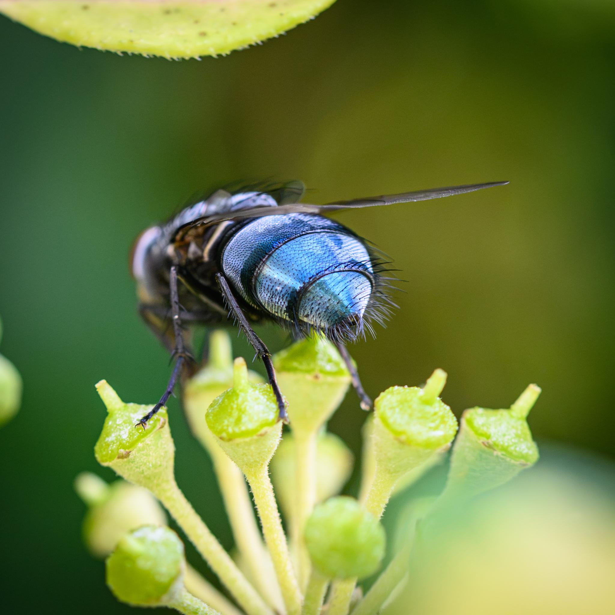 Conversely, now the fly is viewed from the left side, and it is the left side of the abdomen that is mostly metallic blue with darker patches, while the right side is light grey.