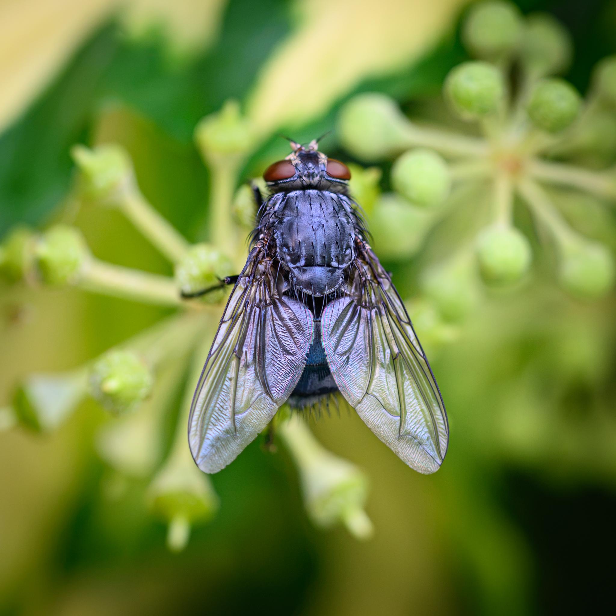 Another view of the fly from above, from behind, showing that the thorax colouration is also viewing angle dependent, in this case showing less dusting and more dark black-blue, with lighter blue-grey patches. The wings also show some classic rainbow iridescence.