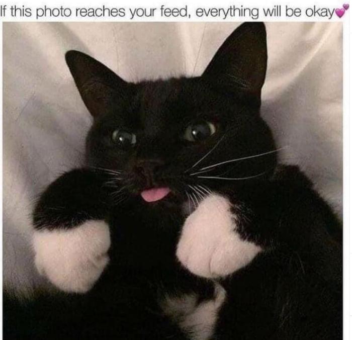 Photo of a cute tuxedo cat on it's back with it's little feets pulled up and it's blep on full display.

Text reads, "If this photo reaches your feed, everything will be OK. 💕"
