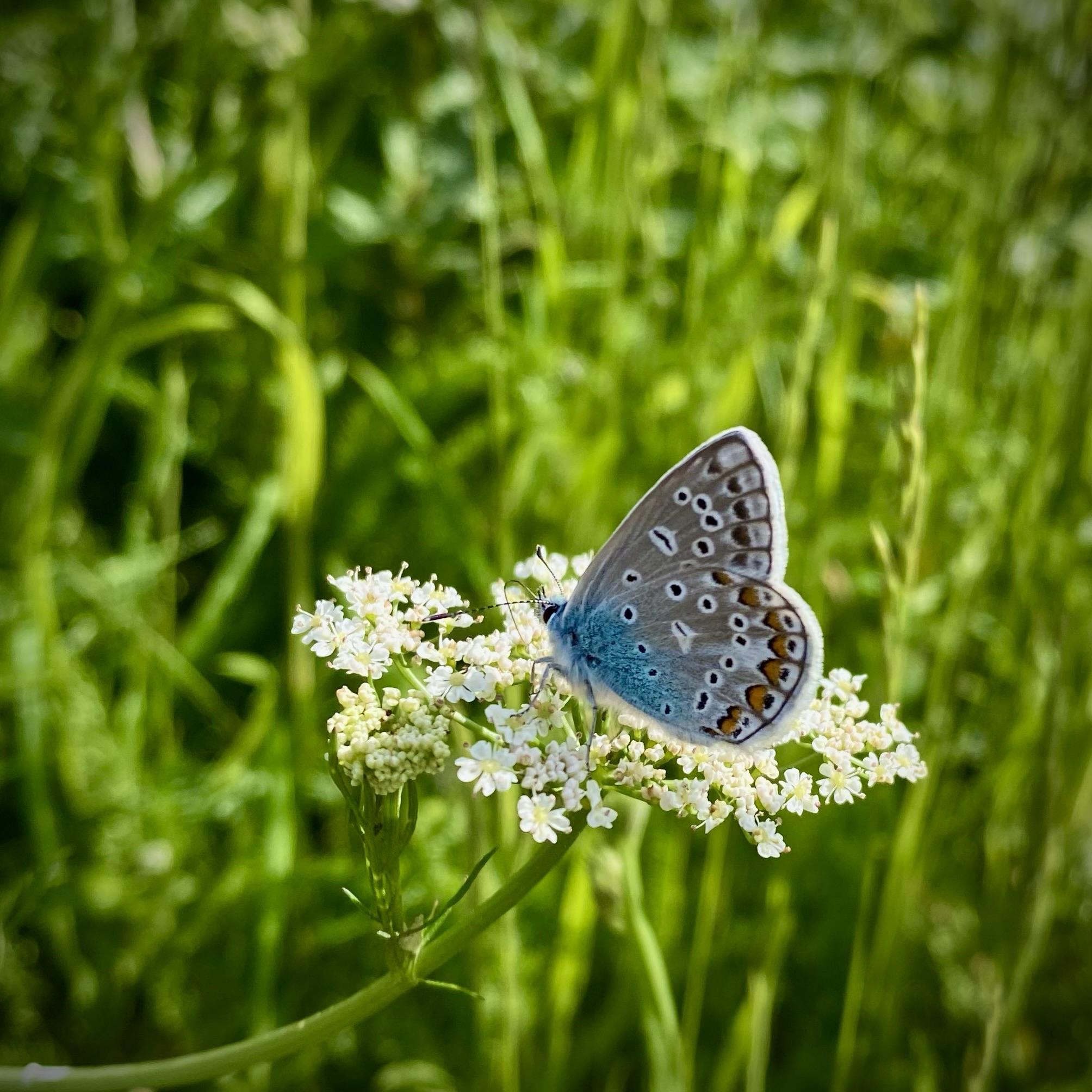 A butterfly sits on a white flower, its wings - blue and gray with white and orange dots - folded together. The background is lush green grass.