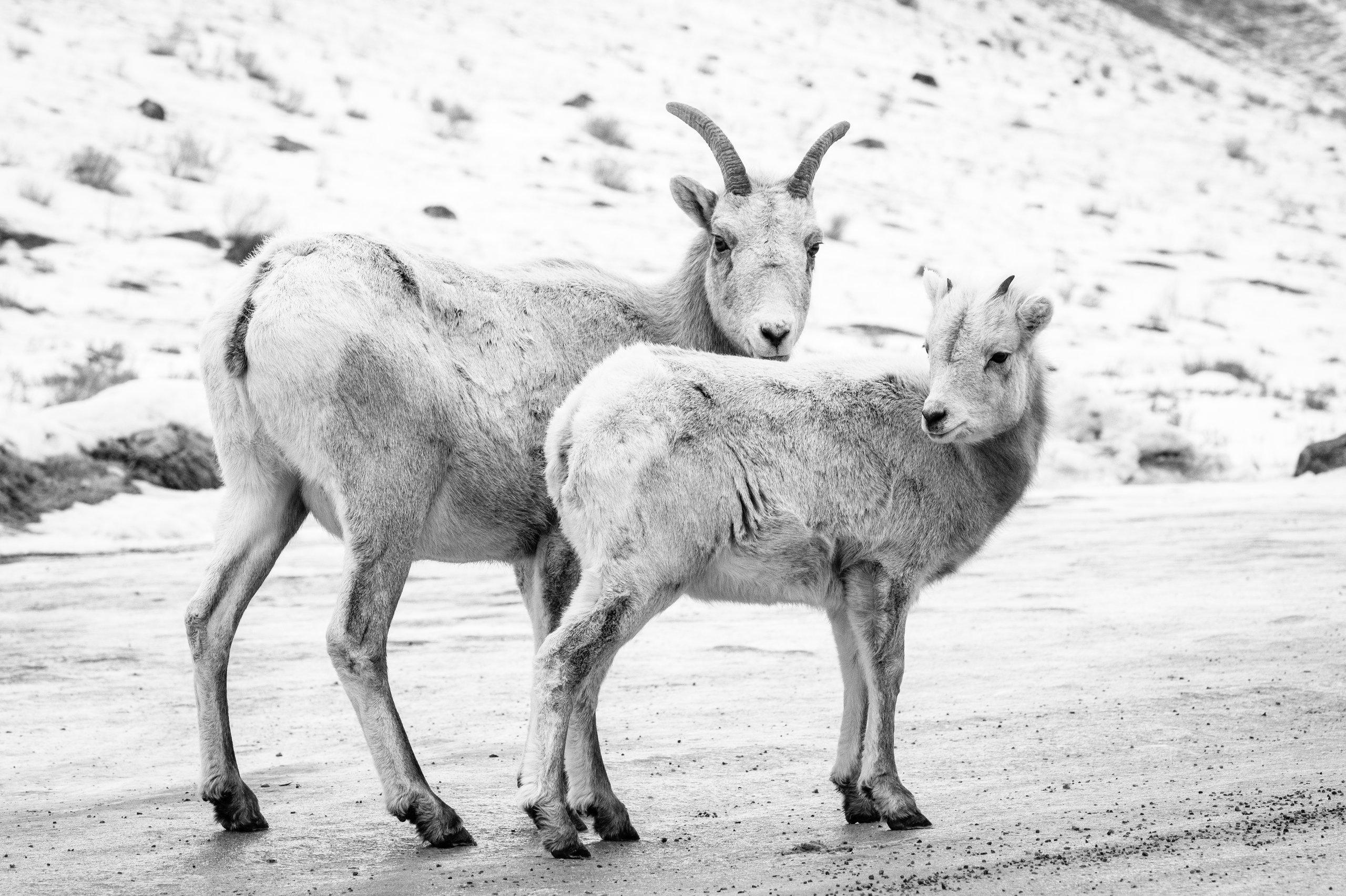 A bighorn sheep ewe and lamb standing on the National Elk Refuge road.