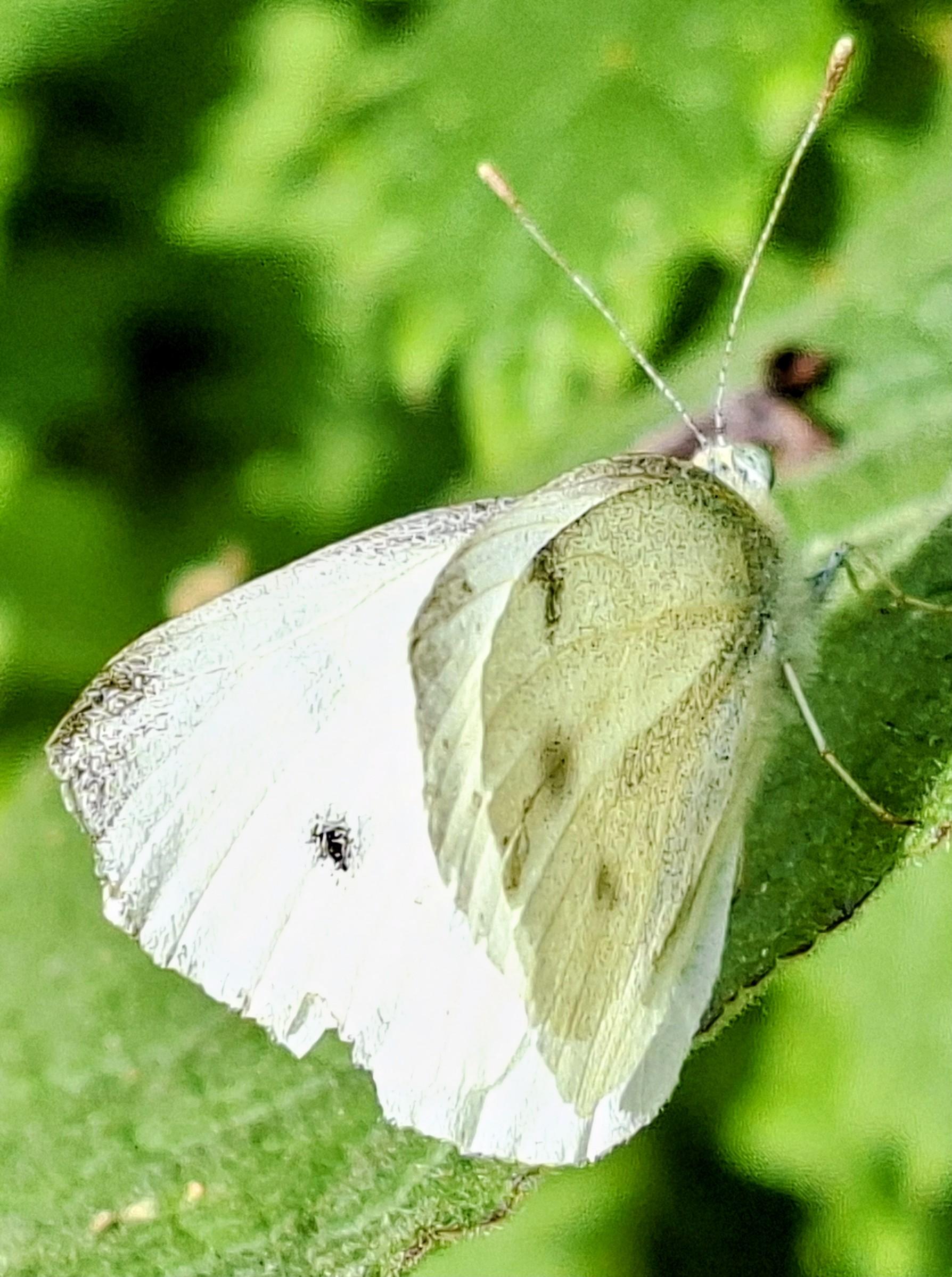 Op deze foto een vlinder op 'n blad