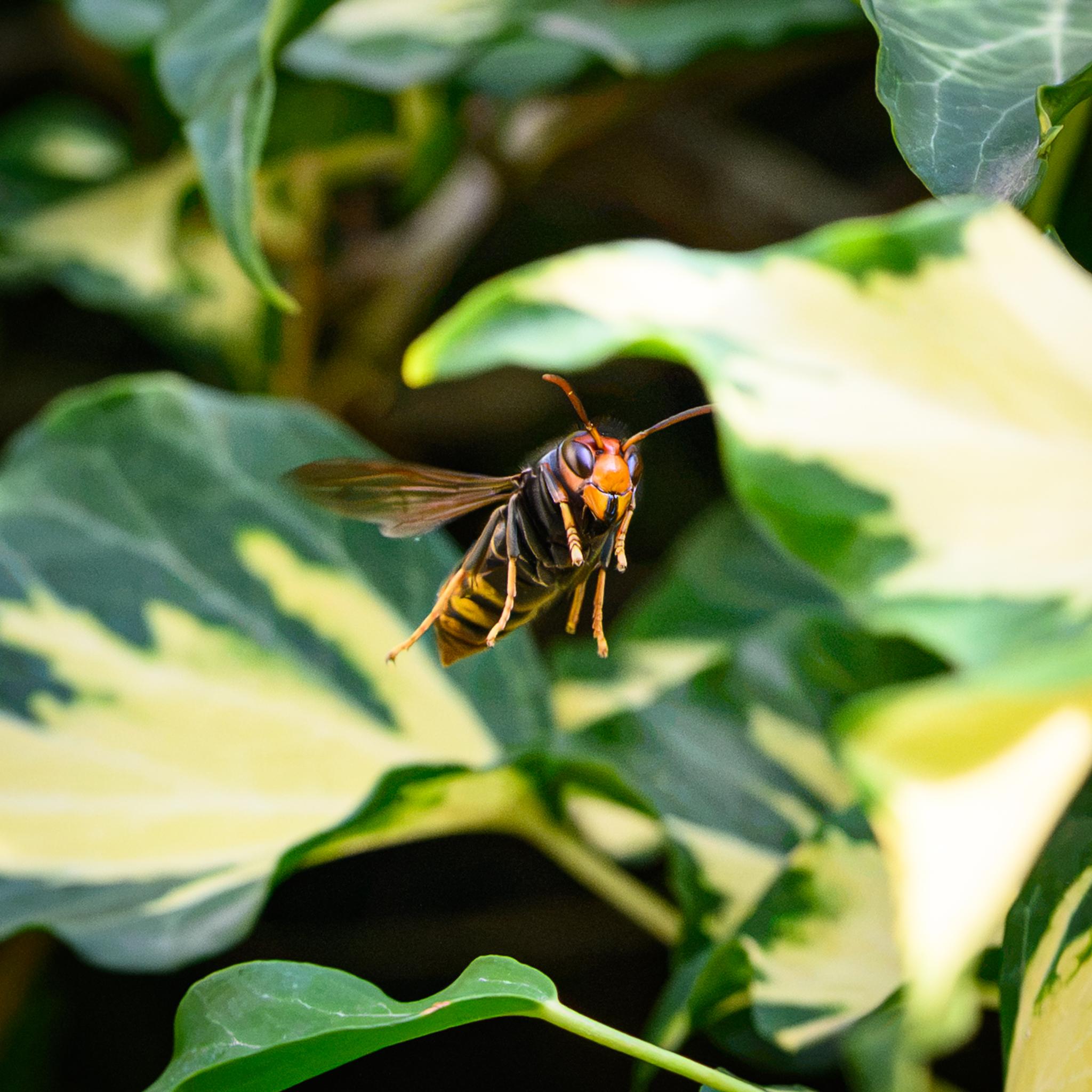 A more head-on view of the same hornet, showing the yellow-reddish and black face in more details, along with the yellow legs dangling below as it flies.