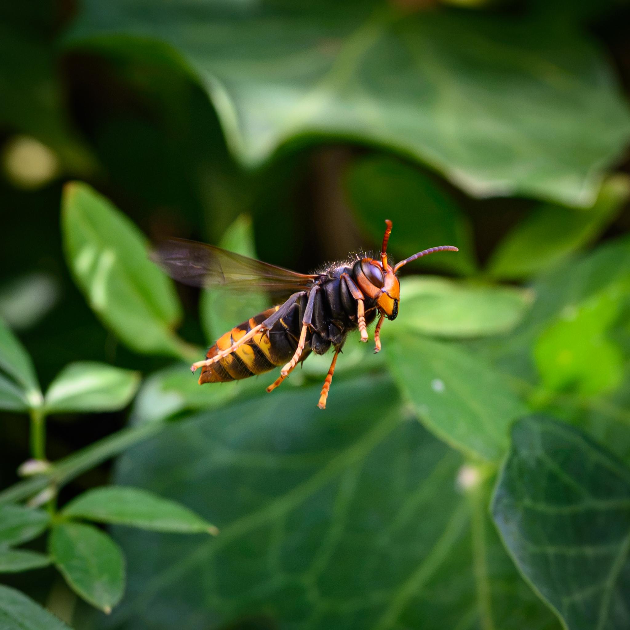 A picture of a hornet in flight seen almost side-on against a background of out-of-focus green ivy. The hornet has a yellow-red head with a black mouth, red compound eyes, and reddish antennae. The thorax is predominantly black, with some fine hairs on top. The abdomen is a mix of black and yellow on the various tergites and sternites, with fine hairs visible on the underside. The legs are dark at the top, but characteristically yellow in the lower sections. The wings are dark amber clear.