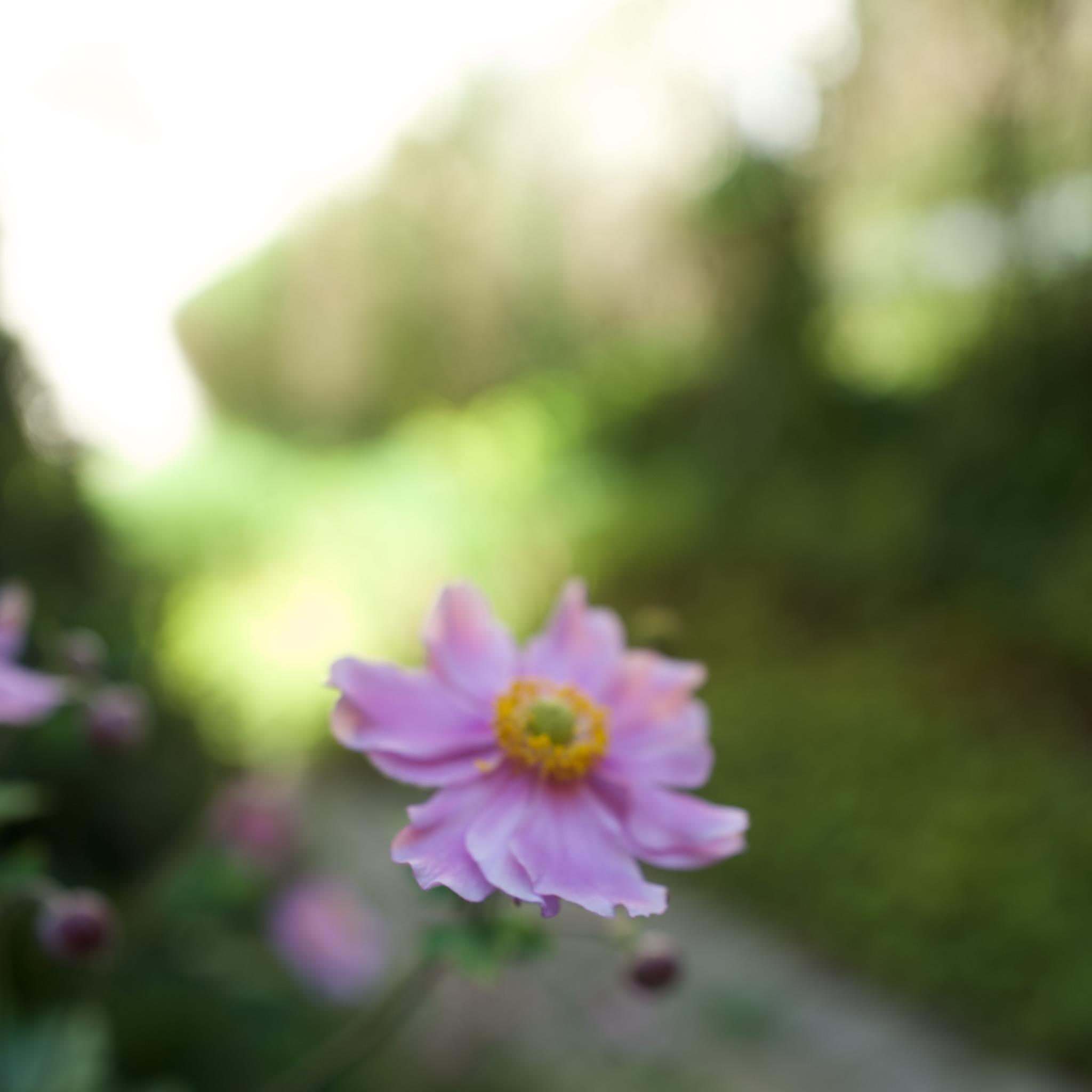 Picture of small flower. It is a small plant, the middle is green, surrounded by yellow. The blossoms are kind of pink/purple colour. 
Background is blurry green, could be a park.